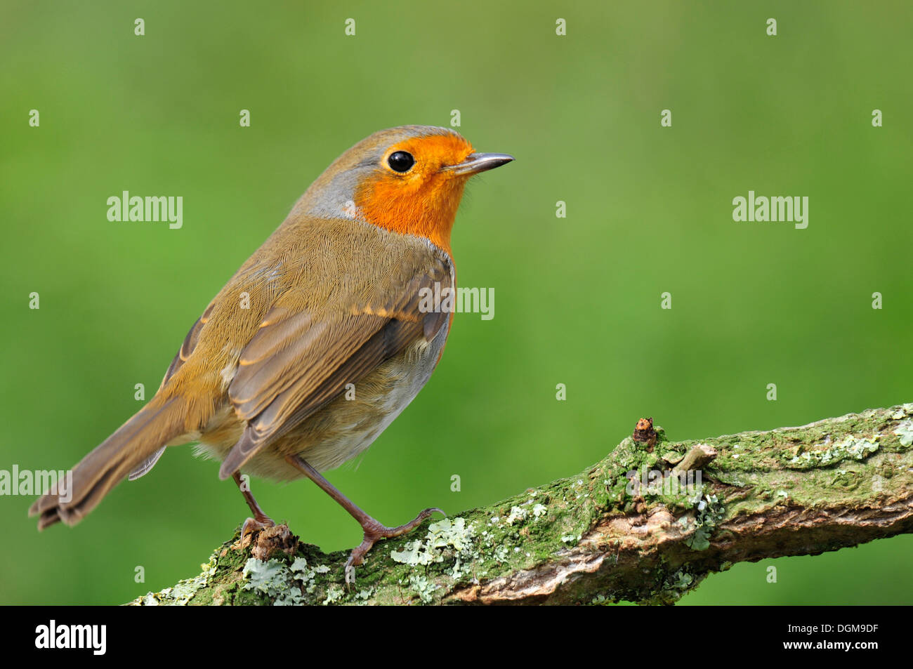 Robin se percher avant qu'il ne parte pour nourrir Banque D'Images Robin se percher avant qu'il ne parte pour nourrir Banque D'Images