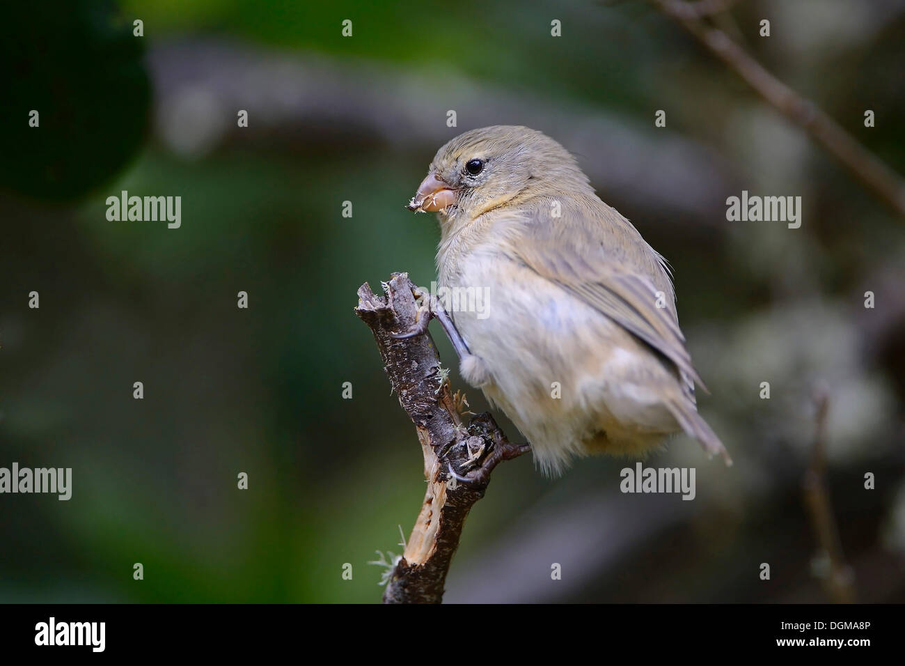 Petit arbre Finch (Camarhynchus parvulus), Isabela Island, îles Galapagos, l'UNESCO Site du patrimoine naturel mondial, l'Équateur Banque D'Images