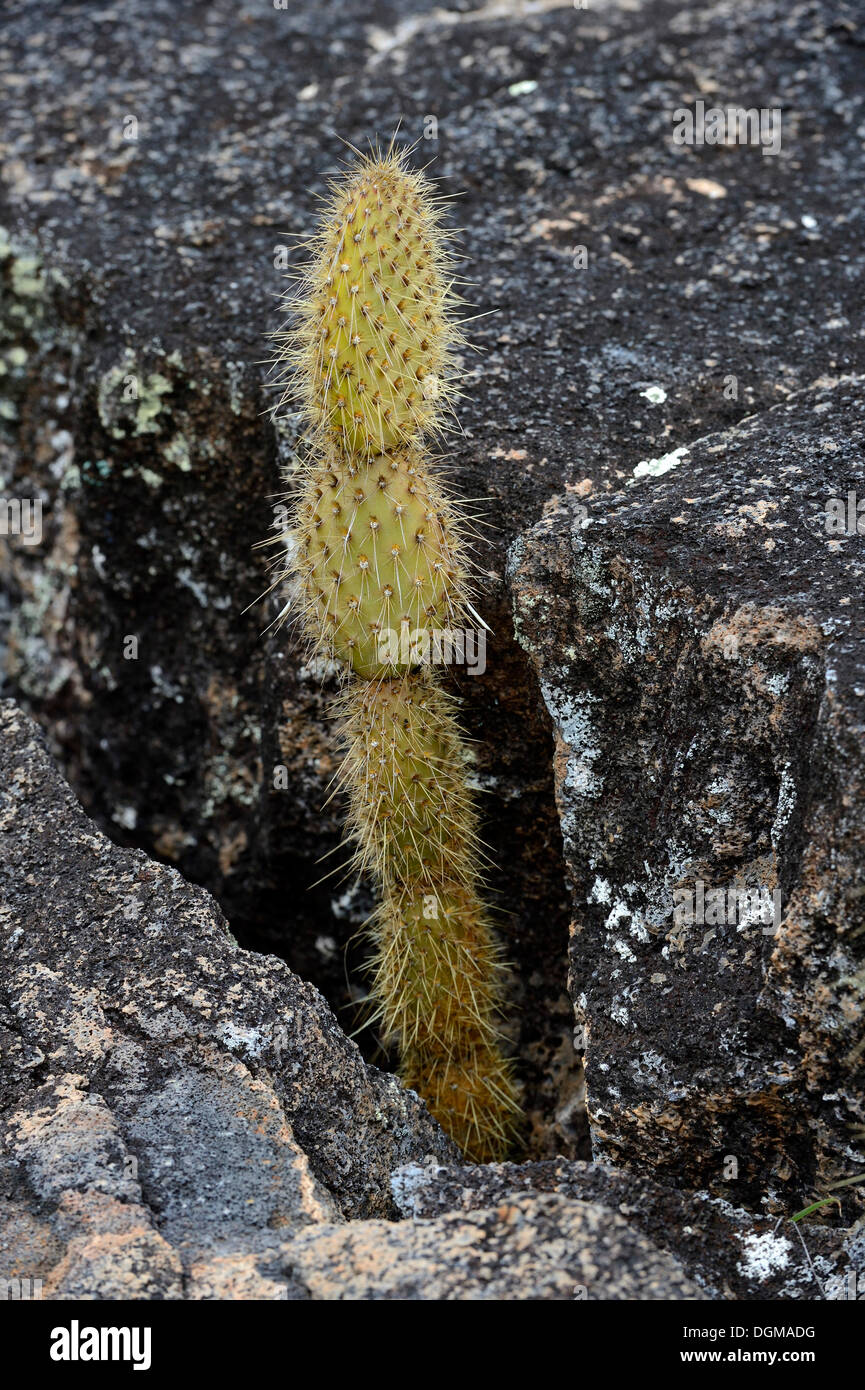 Galapagos jeune figuier de Barbarie (Opuntia echios) croissant dans les crevasses, Isabela Island, îles Galapagos, UNESCO World Natural Banque D'Images