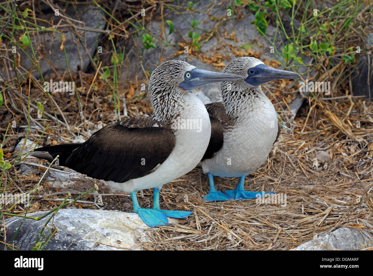 Paire de Fou à pieds bleus (Sula nebouxii), Espanola Island, îles Galapagos, l'UNESCO Site du patrimoine naturel mondial, l'Équateur Banque D'Images