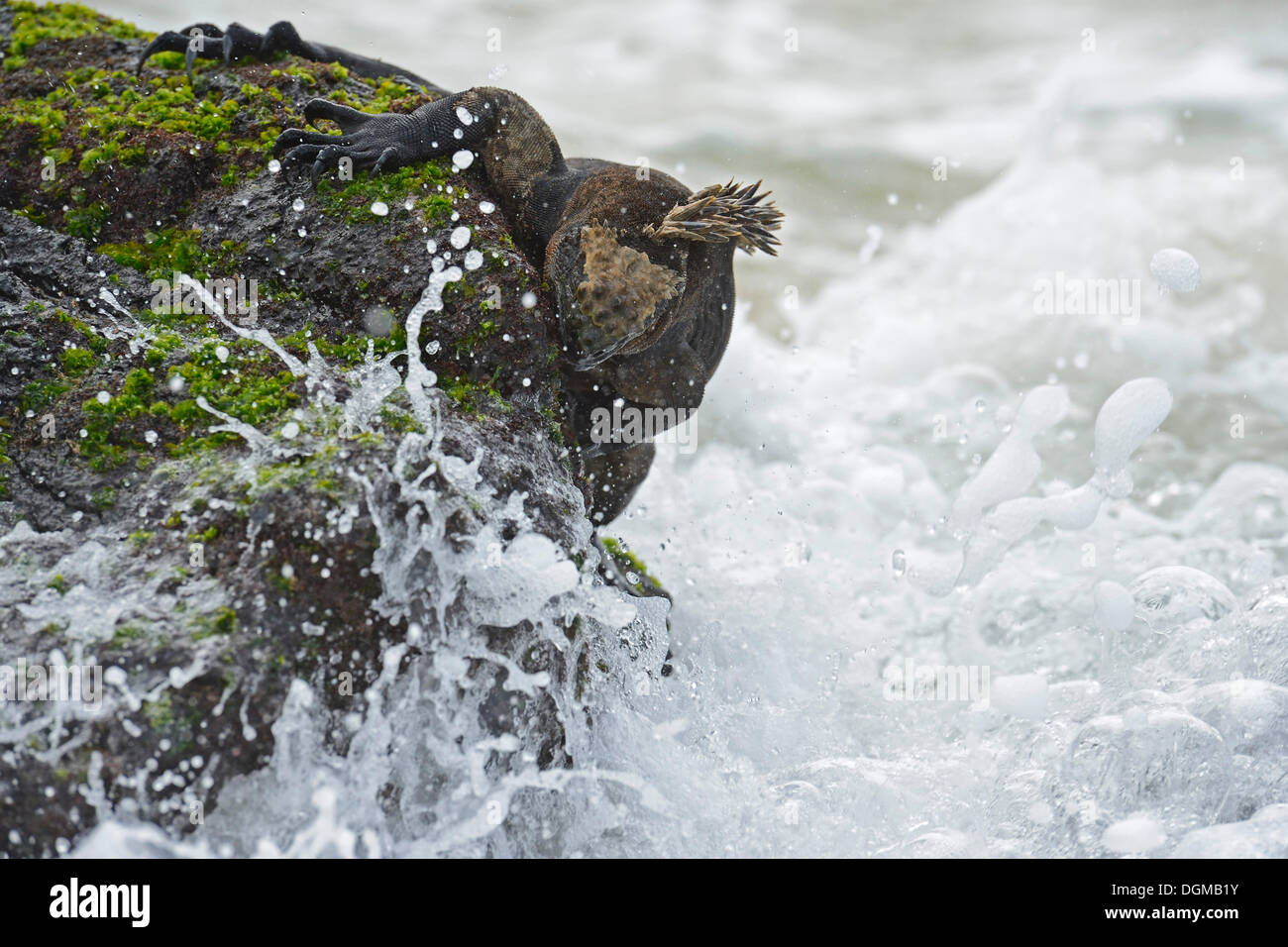 Iguane marin (Amblyrhynchus cristatus), sous-espèce de l'île Isabela, se nourrissant d'algues sur des roches de lave, Puerto Villamil Banque D'Images
