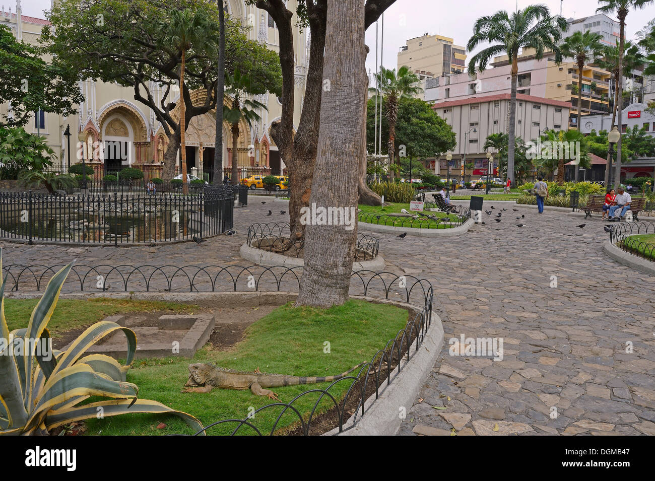 L'iguane vert (Iguana iguana terrestres), dans le Parque Seminario, Parque Bolivar ou Parque de las Iguanas, Parc Iguana, Guayaquil Banque D'Images