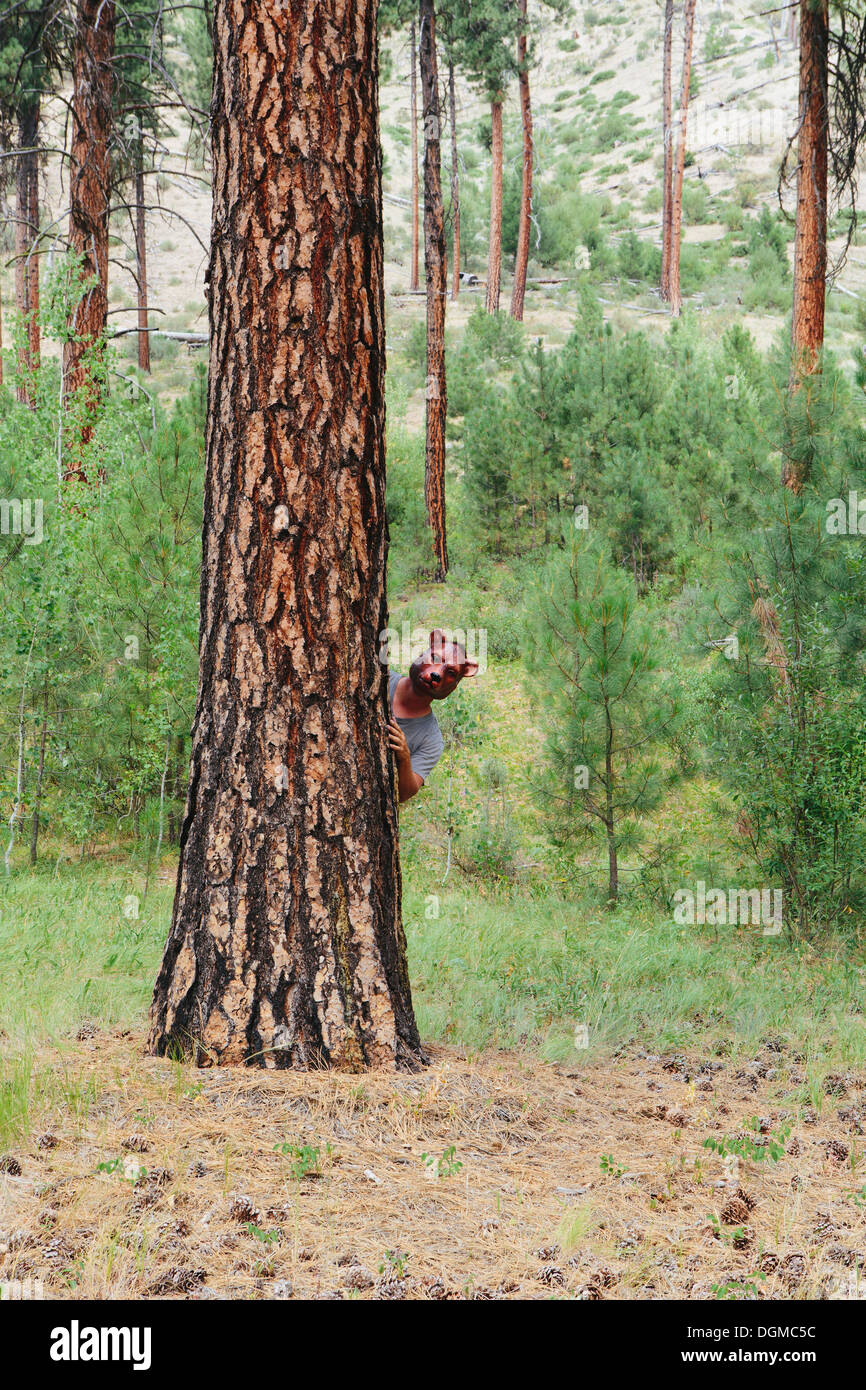 Un homme debout derrière un arbre de pin ponderosa, scrutant autour du tronc portant un masque d'ours. Banque D'Images