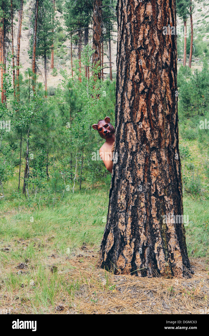 Un homme debout derrière un arbre de pin ponderosa, scrutant autour du tronc portant un masque d'ours. Banque D'Images
