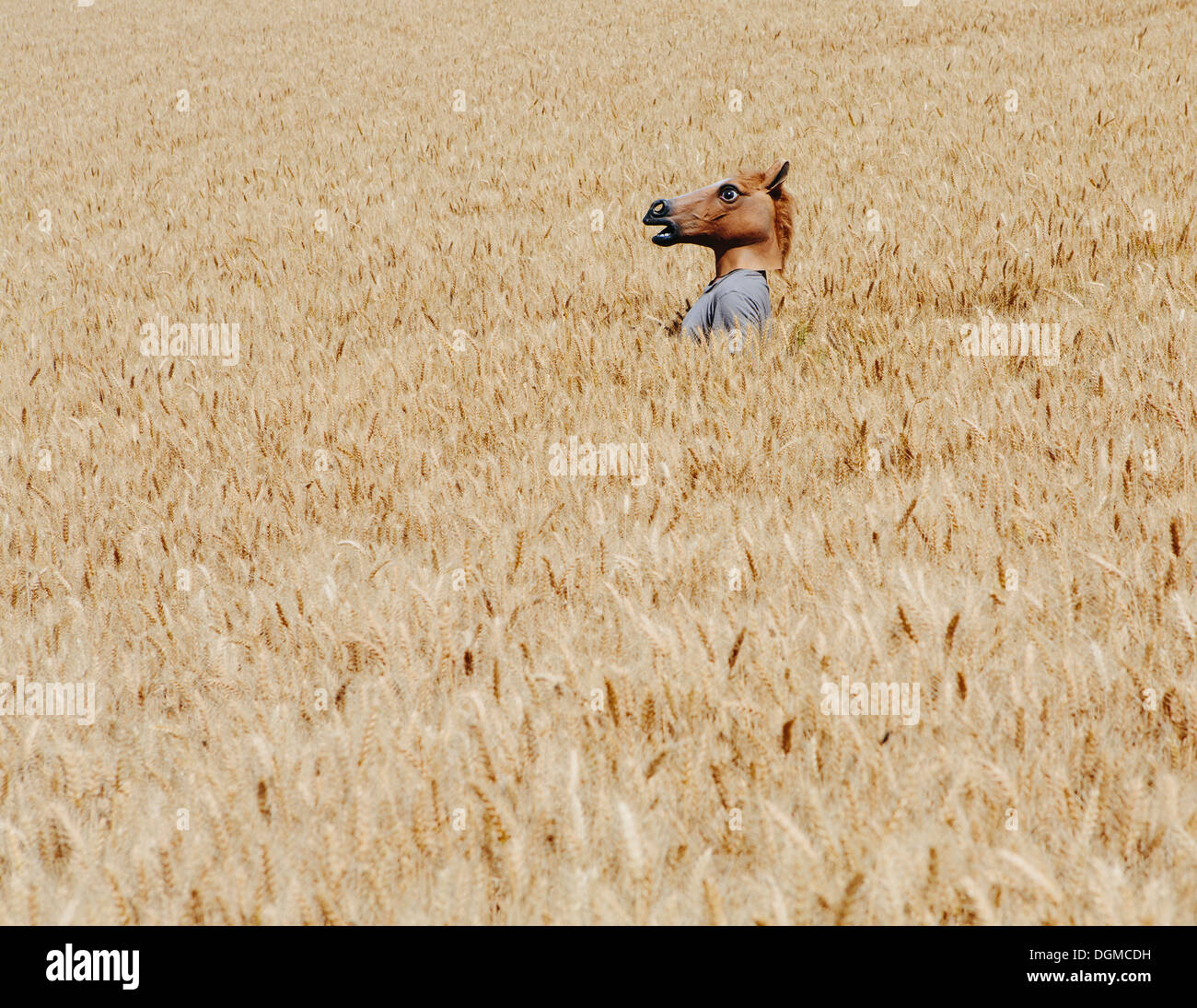 Des champs de blé dans la région de Washington. Une personne portant un masque d'animaux tête de cheval au-dessus de l'émergence de maïs mûr. Banque D'Images