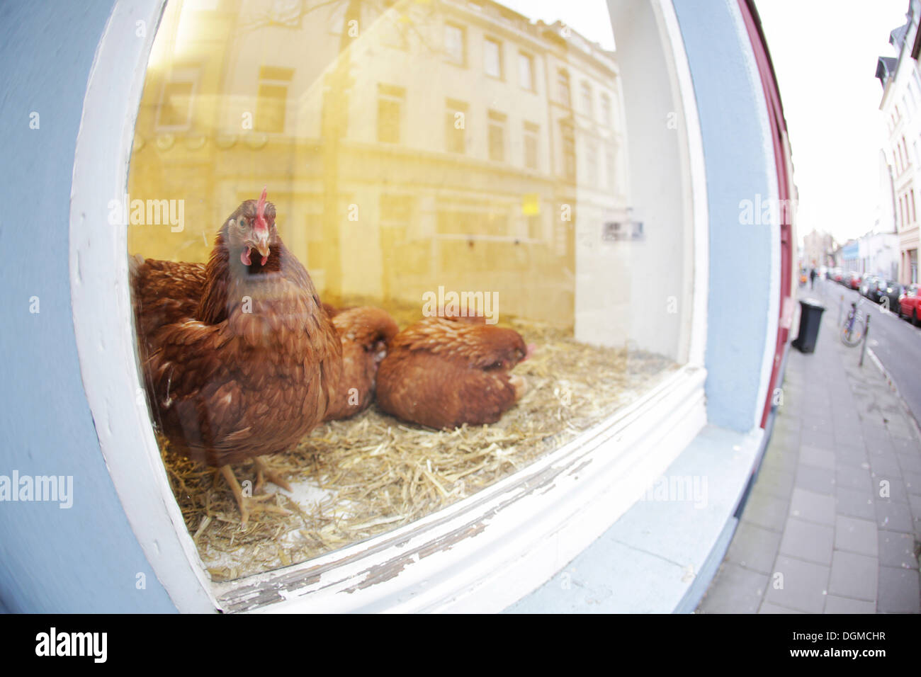 Poulets dans une fenêtre d'affichage boutique, Ehrenfeld, Cologne, Rhénanie du Nord-Westphalie, Allemagne, Banque D'Images