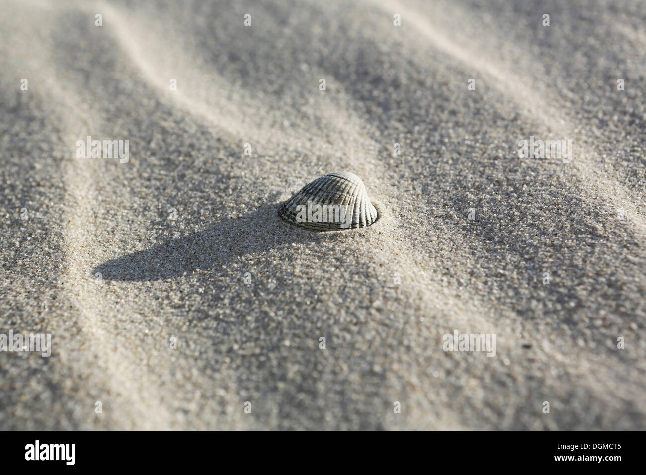 Située dans le shell du sable sur la plage, Langeoog, Ostfriesische Inseln, Basse-Saxe, Allemagne Banque D'Images