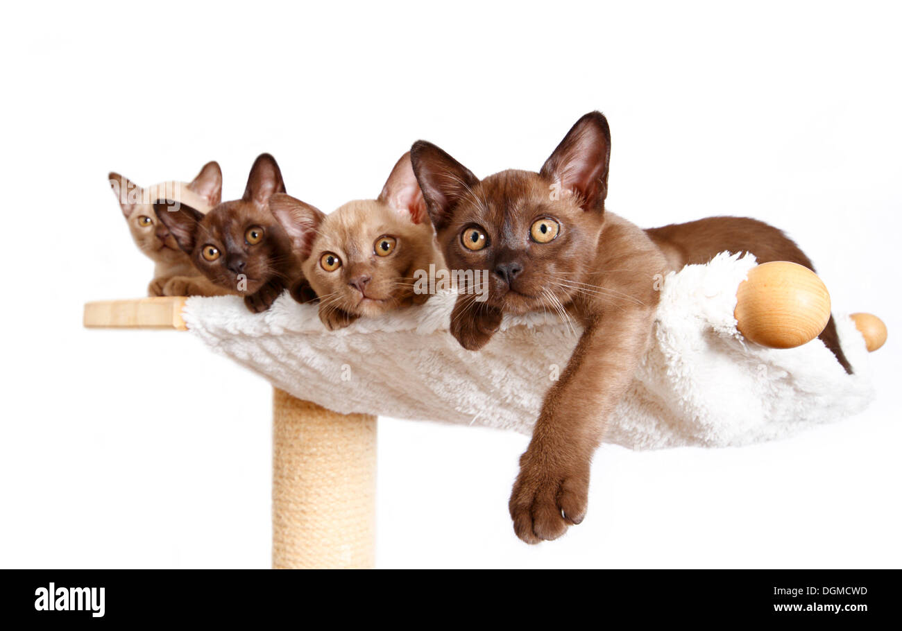 Quatre chats birmans, 10 semaines, allongé sur un hamac Banque D'Images