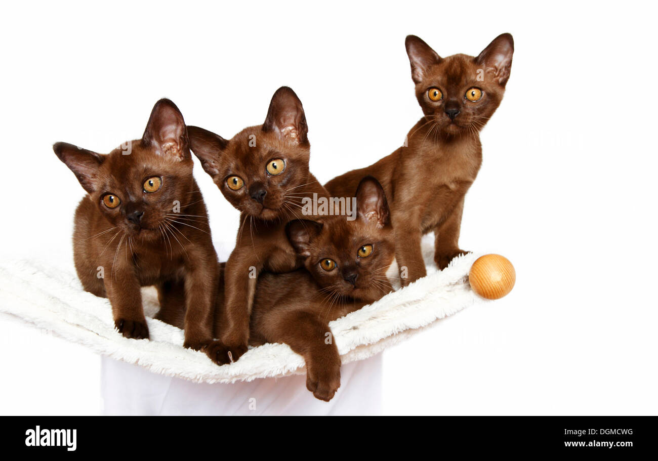 Quatre chats birmans, 10 semaines, sur un hamac Banque D'Images