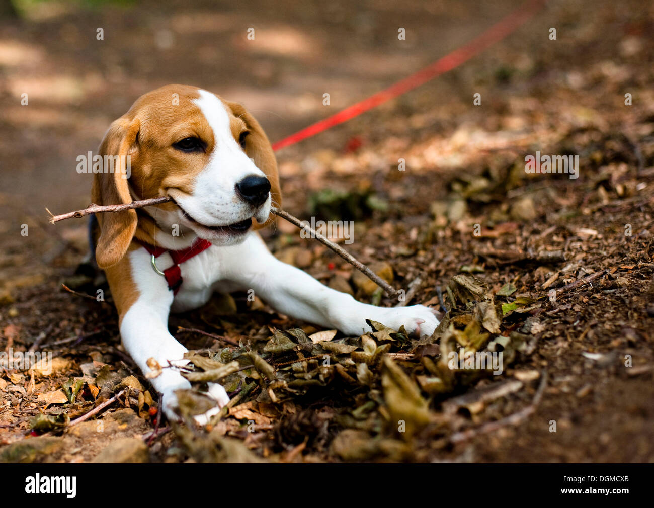 Un chiot beagle mâle tricolore à mâcher sur une brindille dans la forêt Banque D'Images