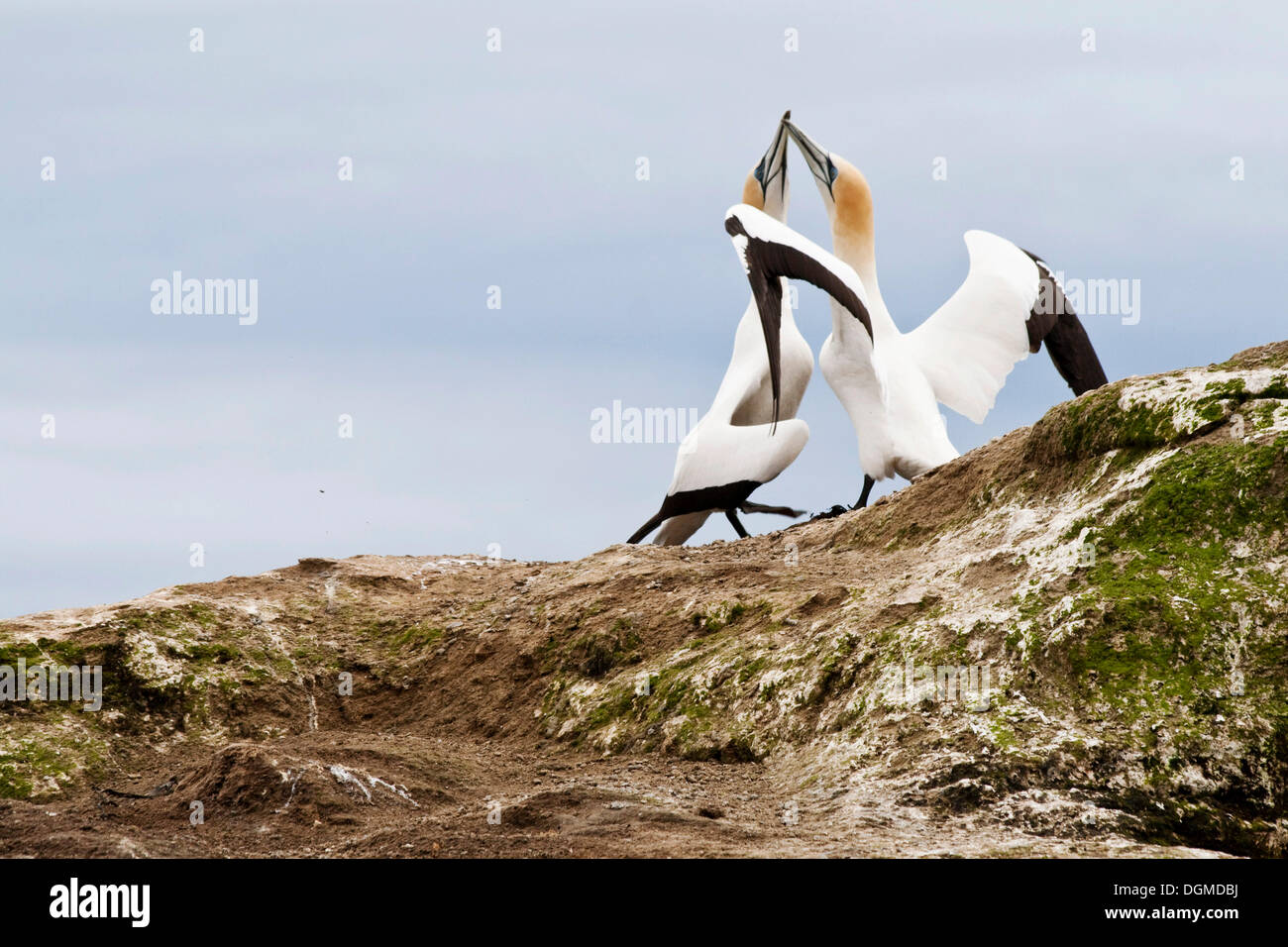 Deux fous de Bassan (Morus serrator australasian) sur Cape Kidnappers, Hawke's Bay, île du Nord, Nouvelle-Zélande Banque D'Images