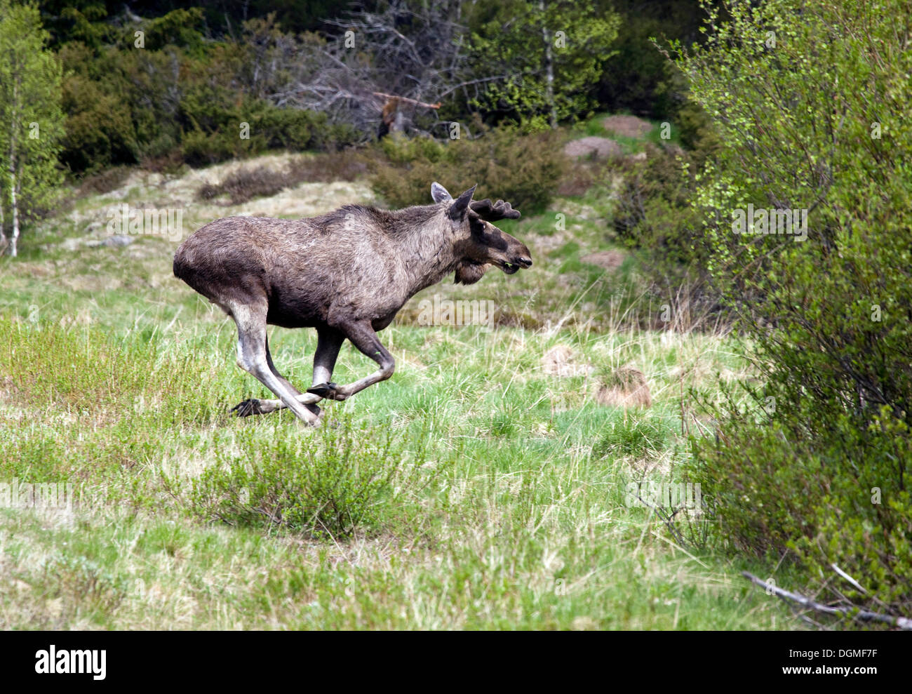 Elk eurasien (Alces alces alces), au galop, Jaemtland Jamtland, ou la Suède, Scandinavie, Europe Banque D'Images