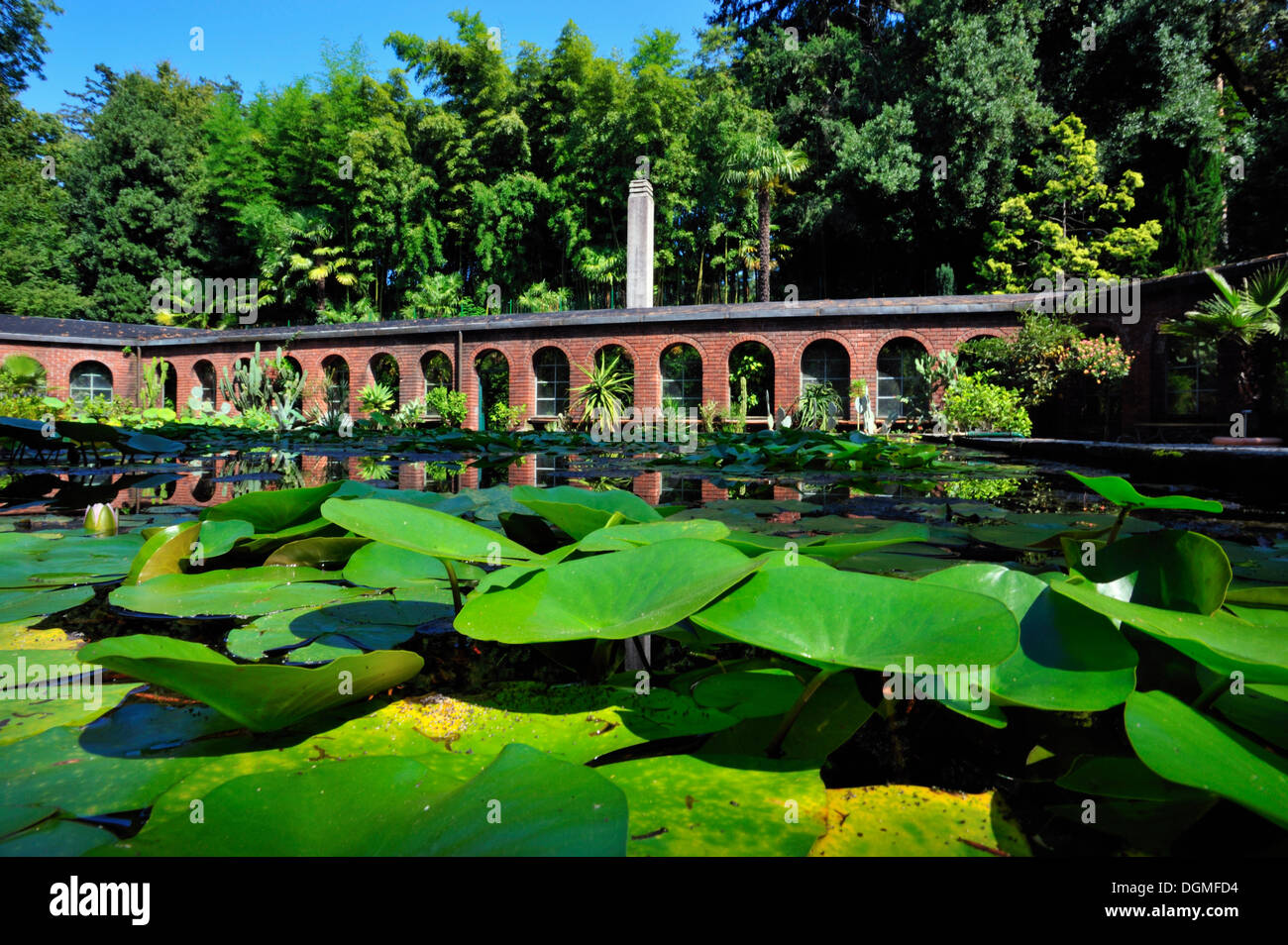 Jardins botaniques, Giardini di Villa Taranto, Baveno, Lac Majeur, Piémont, Italie, Europe Banque D'Images