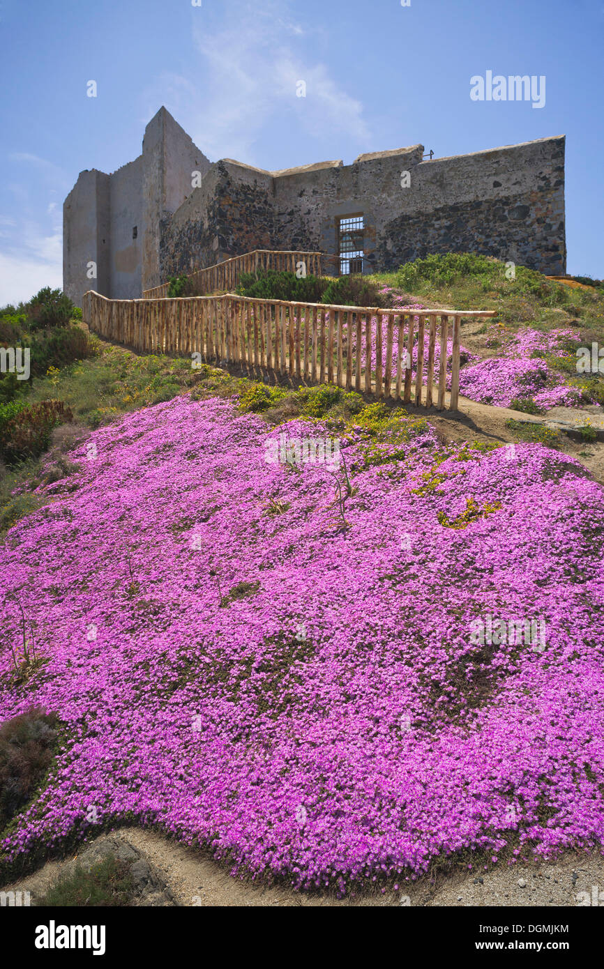 Usine à glace, tété ou Hottentots Carpobrotus edulis (FIG), tapis de fleurs, en face de la Fortezza Vecchia à Capo Cabonara Banque D'Images
