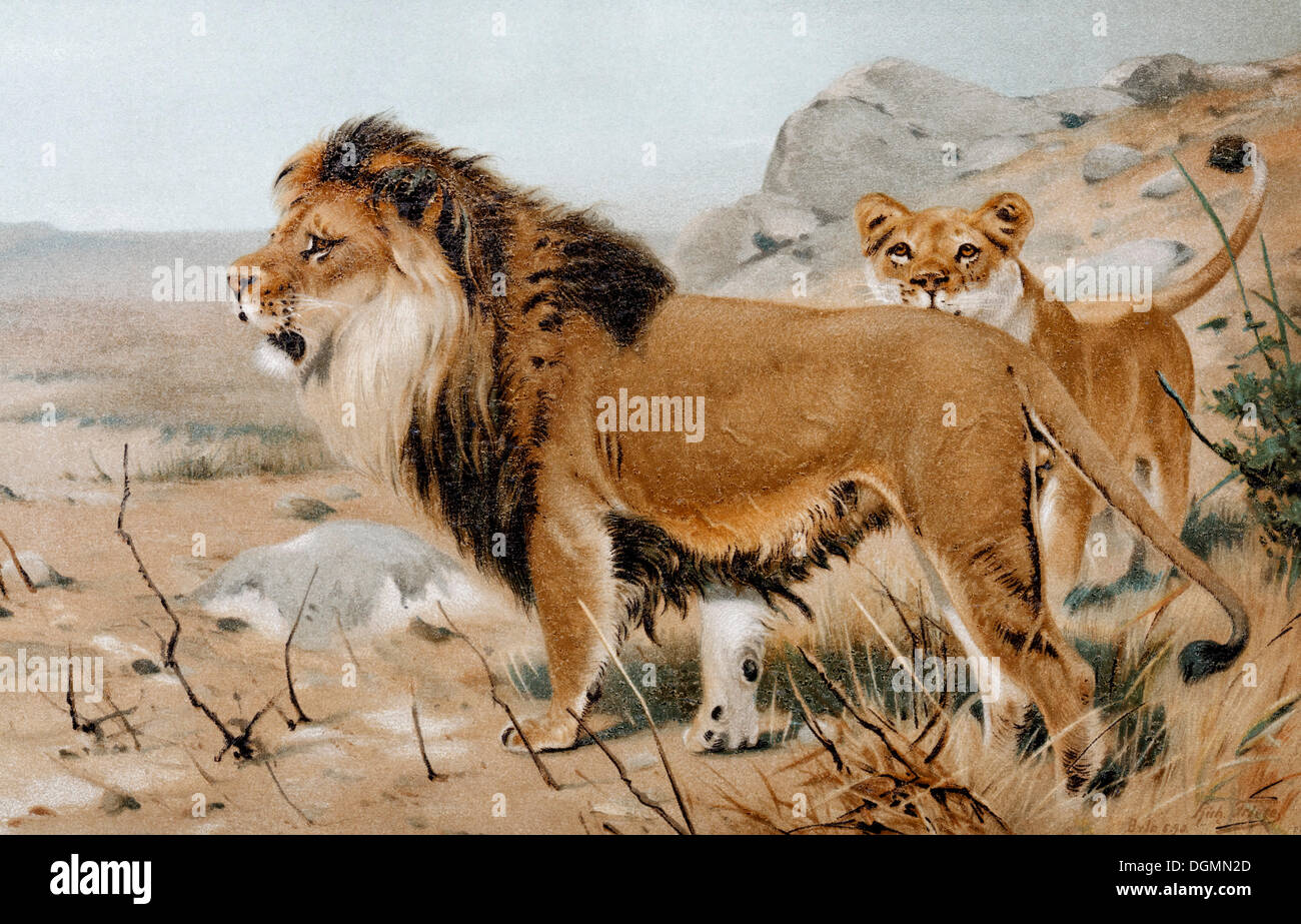 Lion d'Afrique (Felis Leo), l'illustration du livre historique du 19ème siècle, la lithographie, Chromotafel Banque D'Images