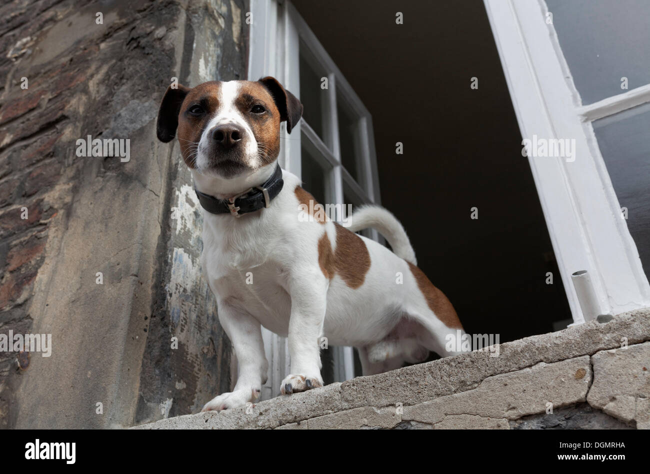 Jack Russell Terrier à la recherche d'une fenêtre ouverte, de Kaiserswerth, Düsseldorf, Rhénanie du Nord-Westphalie, Allemagne, Banque D'Images