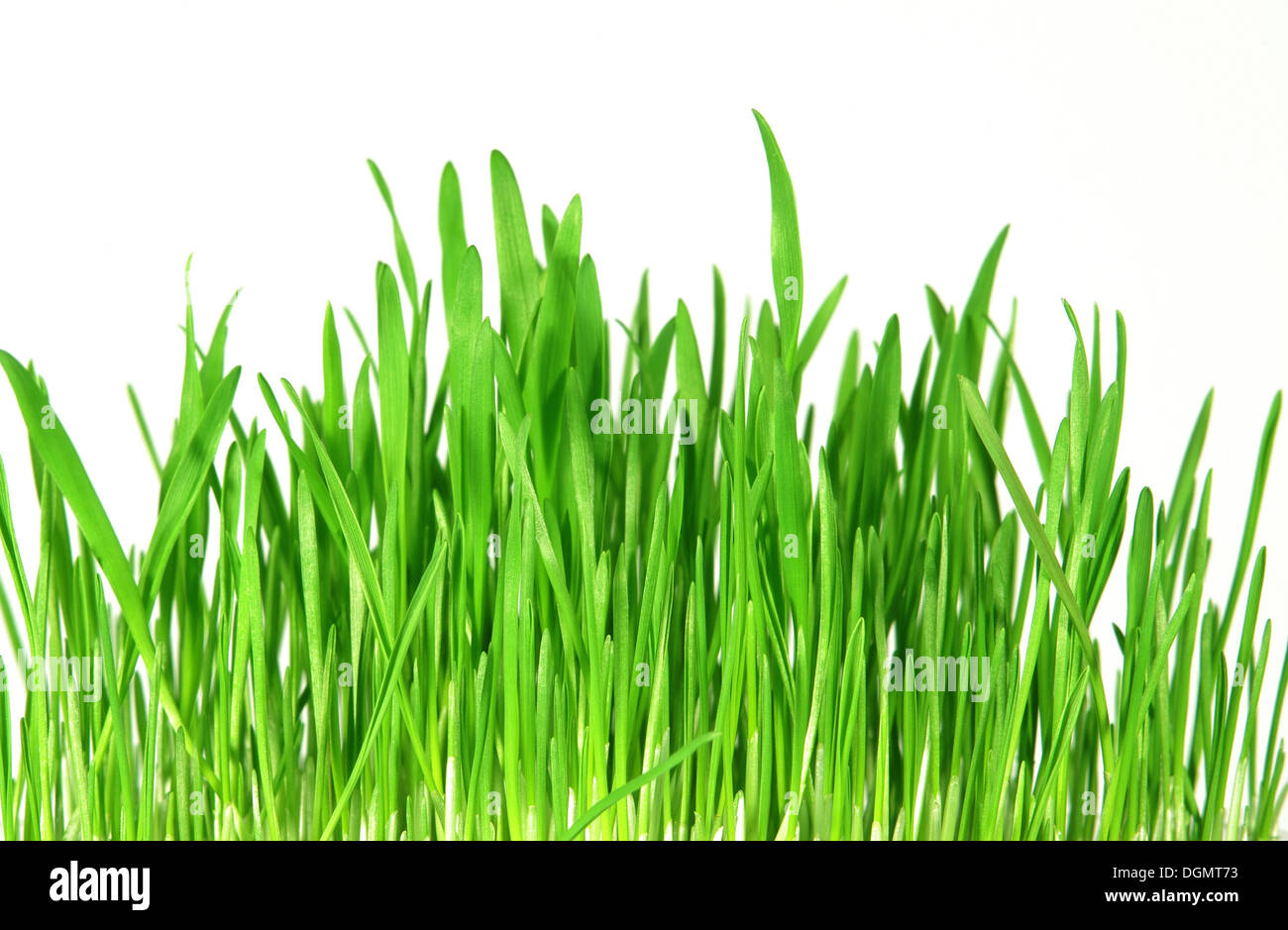 L'herbe verte fraîche sur fond blanc Banque D'Images