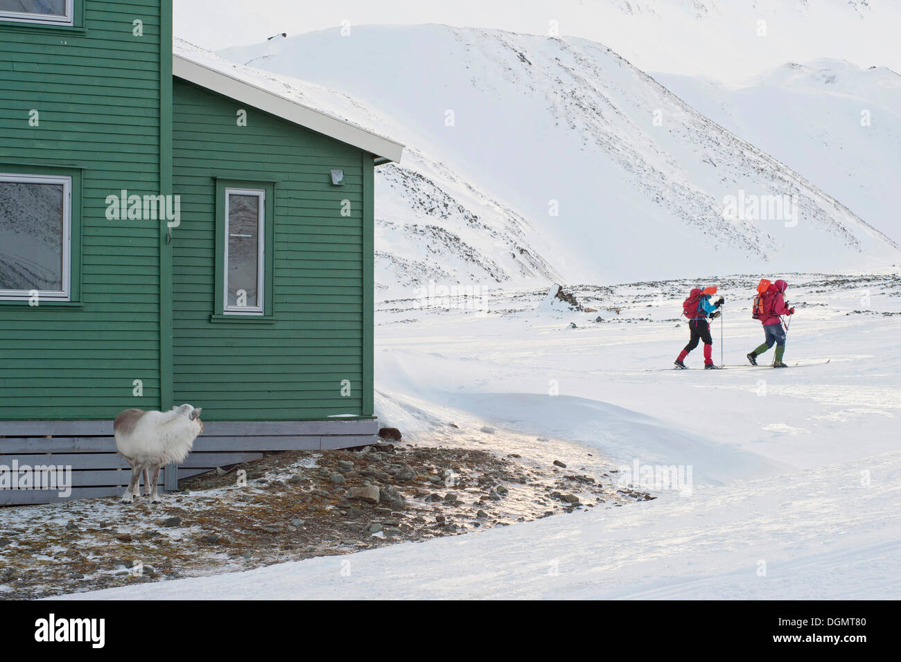 Renne du Svalbard (Rangifer tarandus platyrhynchus), en quête de nourriture entre les roches à proximité d'une chambre Banque D'Images