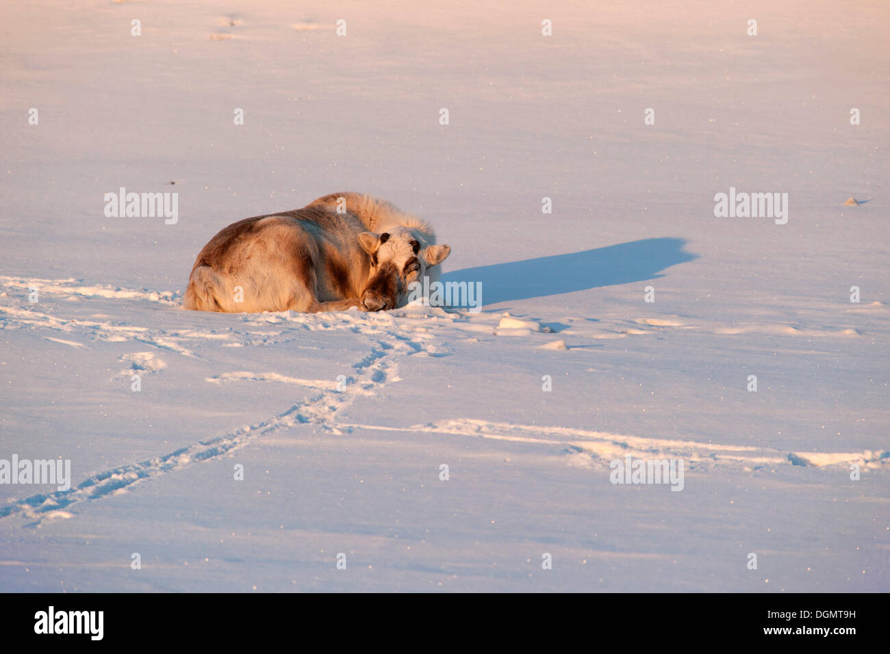 Renne du Svalbard (Rangifer tarandus platyrhynchus) sans bois, dormir dans les premiers rayons du soleil d'un jour au début de l'été Banque D'Images