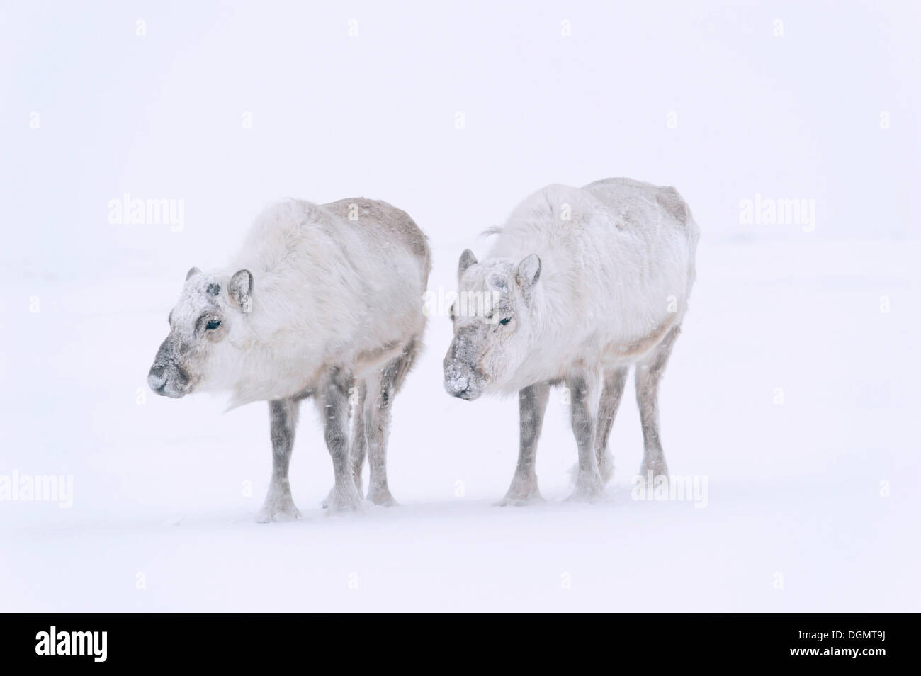 Renne du Svalbard (Rangifer tarandus) platyrhynchu sans panache dans une tempête de neige, l'Adventdalen, Longyearbyen, Spitsberg Banque D'Images