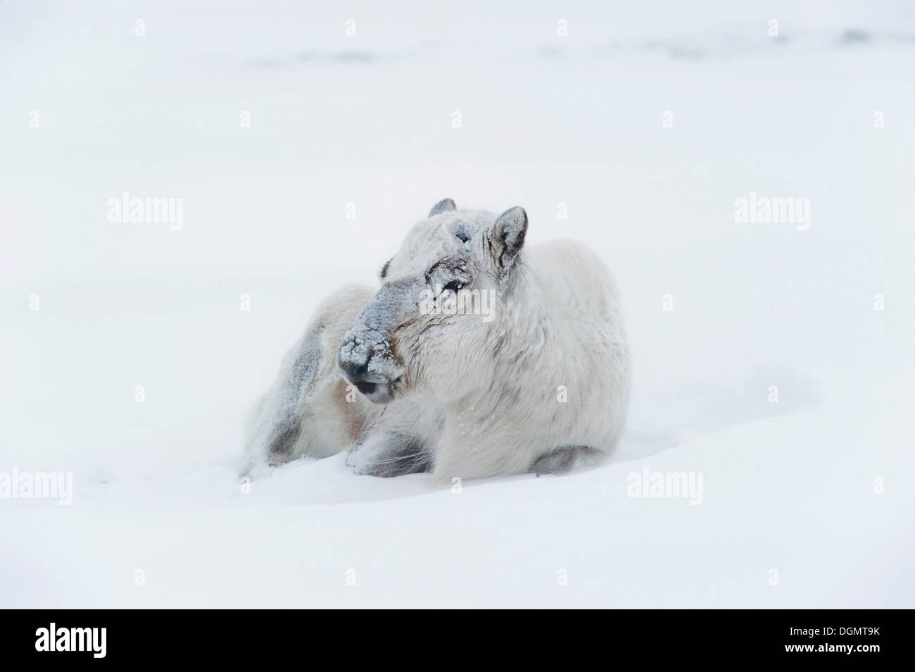 Renne du Svalbard (Rangifer tarandus) platyrhynchu sans panache dans une tempête de neige, l'Adventdalen, Longyearbyen, Spitsberg Banque D'Images
