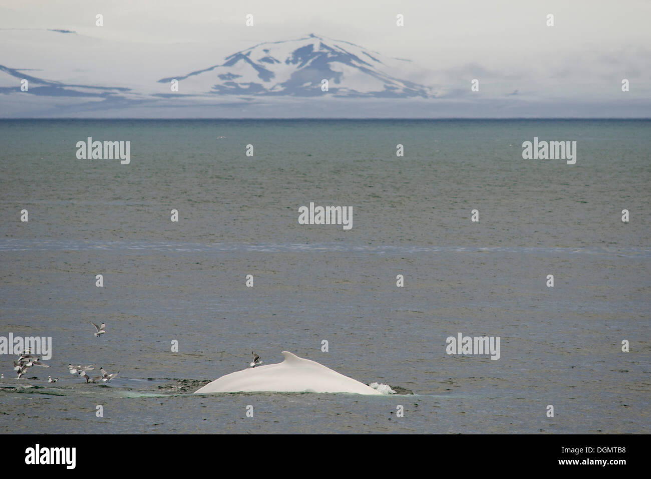 Rare, peut-être le seul, blanc Baleine à bosse (Megaptera novaeangliae) dans l'hémisphère nord, l'Hinlopenstretet Banque D'Images