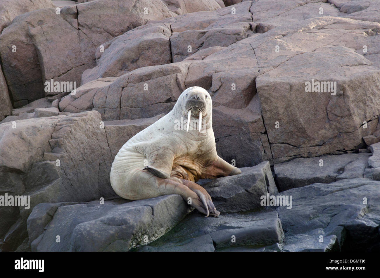 Les jeunes le morse (Odobenus rosmarus) sur des rochers près de la rive, Sørporten Pescheløya Bastianøyane,,, archipel du Svalbard Banque D'Images