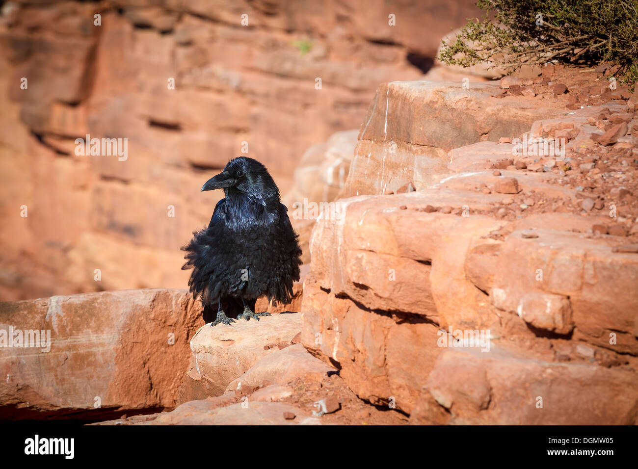 Raven. Corvus corax, Grand Canyon West Rim. Banque D'Images