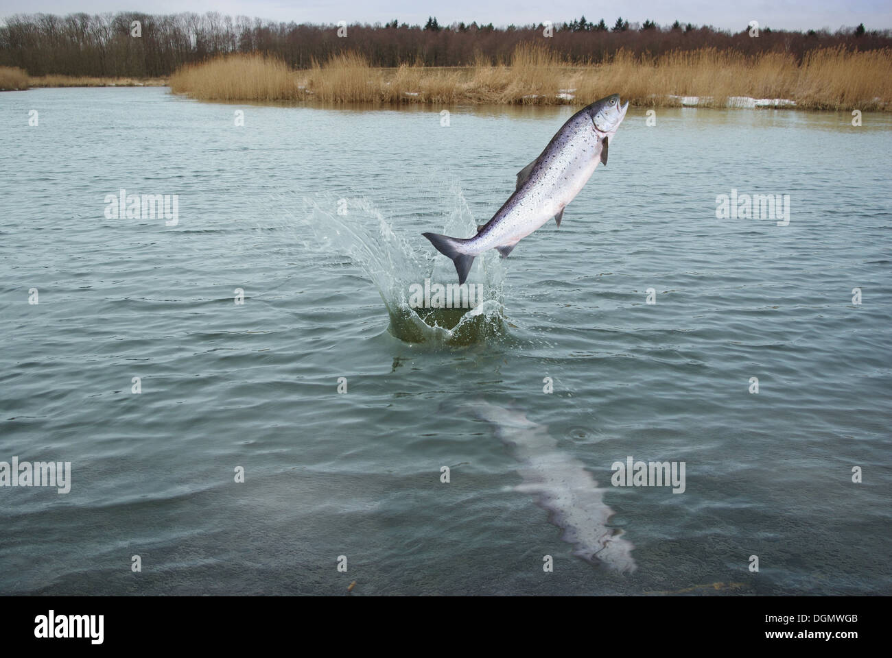 Sautant hors de l'eau sur fond de la rivière Salmo Banque D'Images