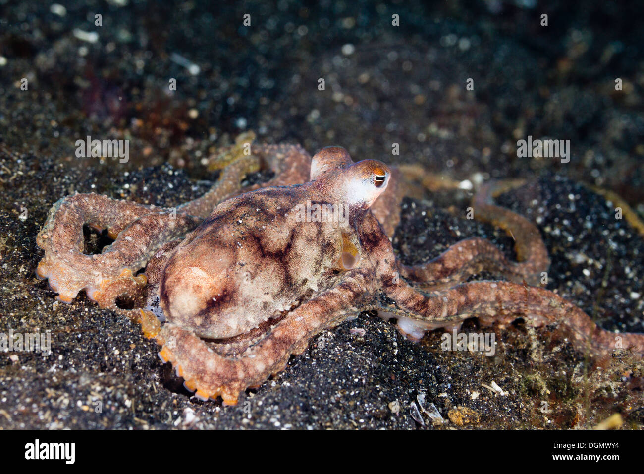 Bras long du poulpe, le Détroit de Lembeh, Indonésie Banque D'Images