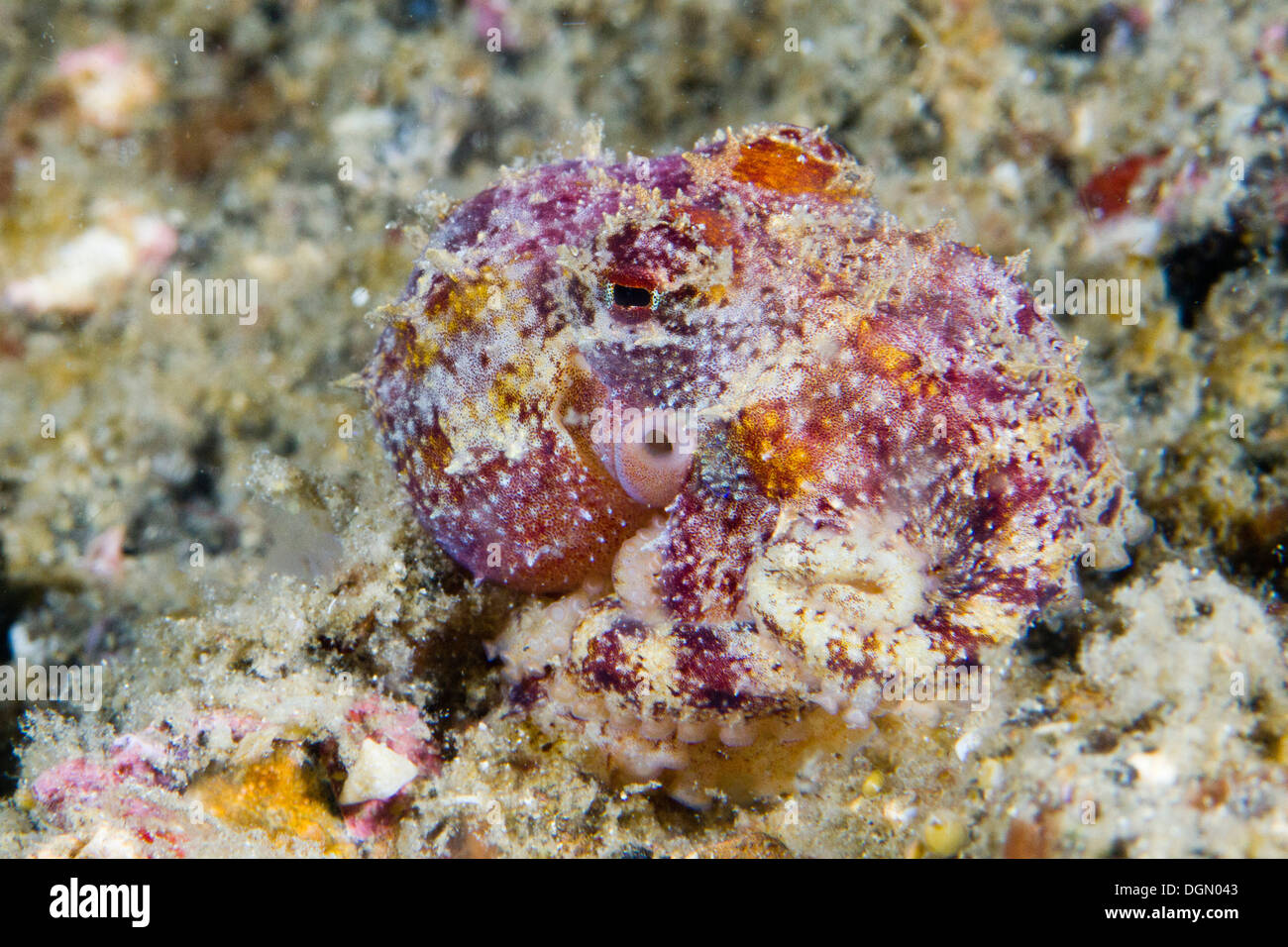 Poison Ocellate mototi - Octopus Octopus, camouflée contre le fond de la mer, le Détroit de Lembeh, Sulawesi, Indonésie Banque D'Images