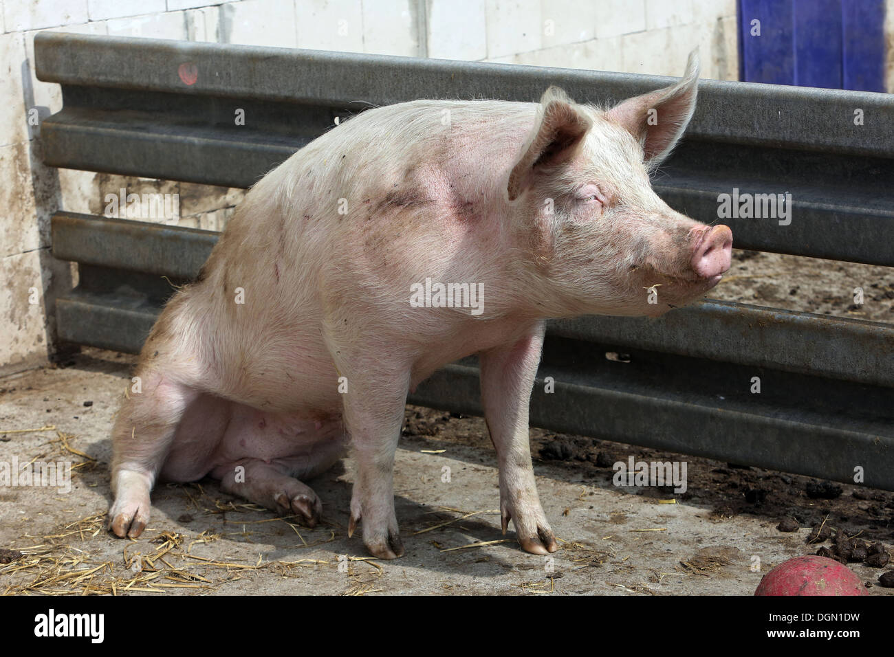 Village resplendissant, l'Allemagne, les porcs domestiques se reposant dans la sortie Banque D'Images