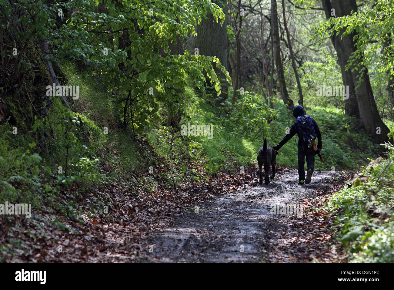 Nouveau Kätwin, Allemagne, Garçon avec un chien court à travers une forêt Banque D'Images