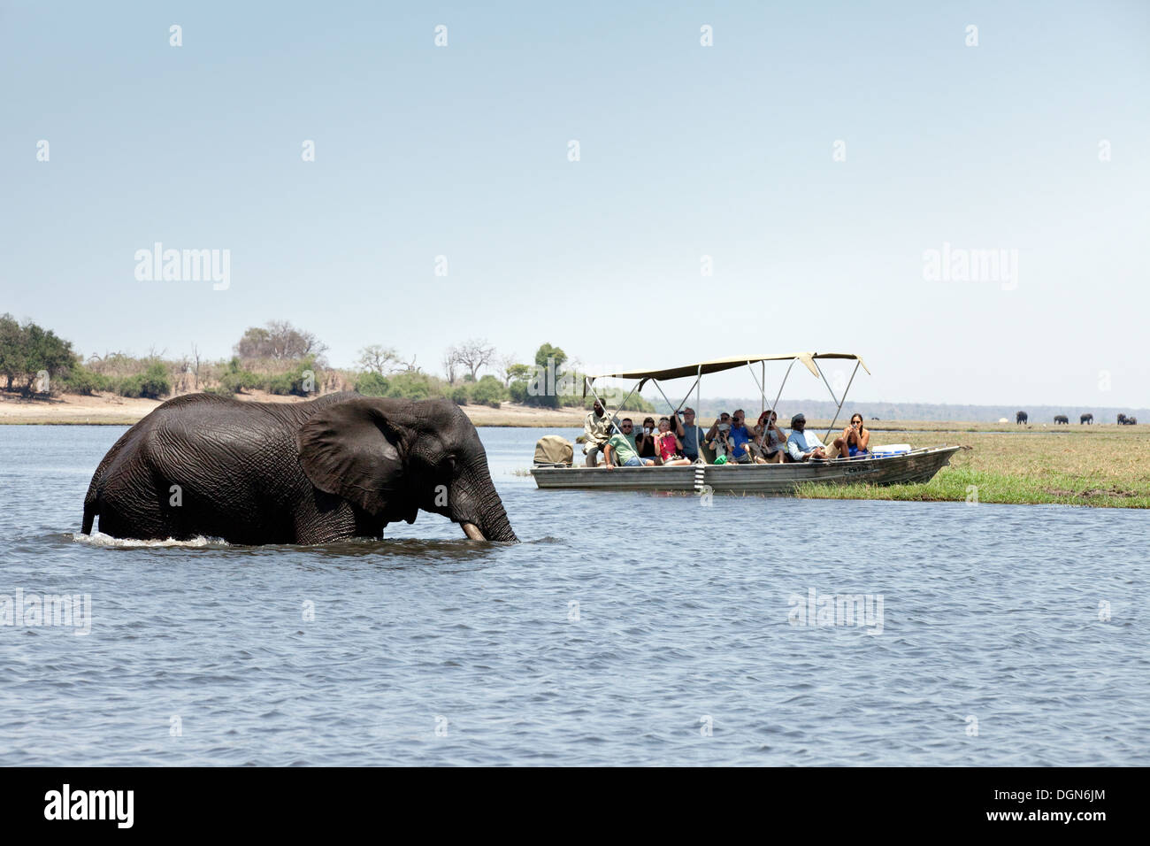 Les touristes sur une Afrique safari regarder un éléphant traversant la rivière Chobe National Park, Botswana, Africa Banque D'Images