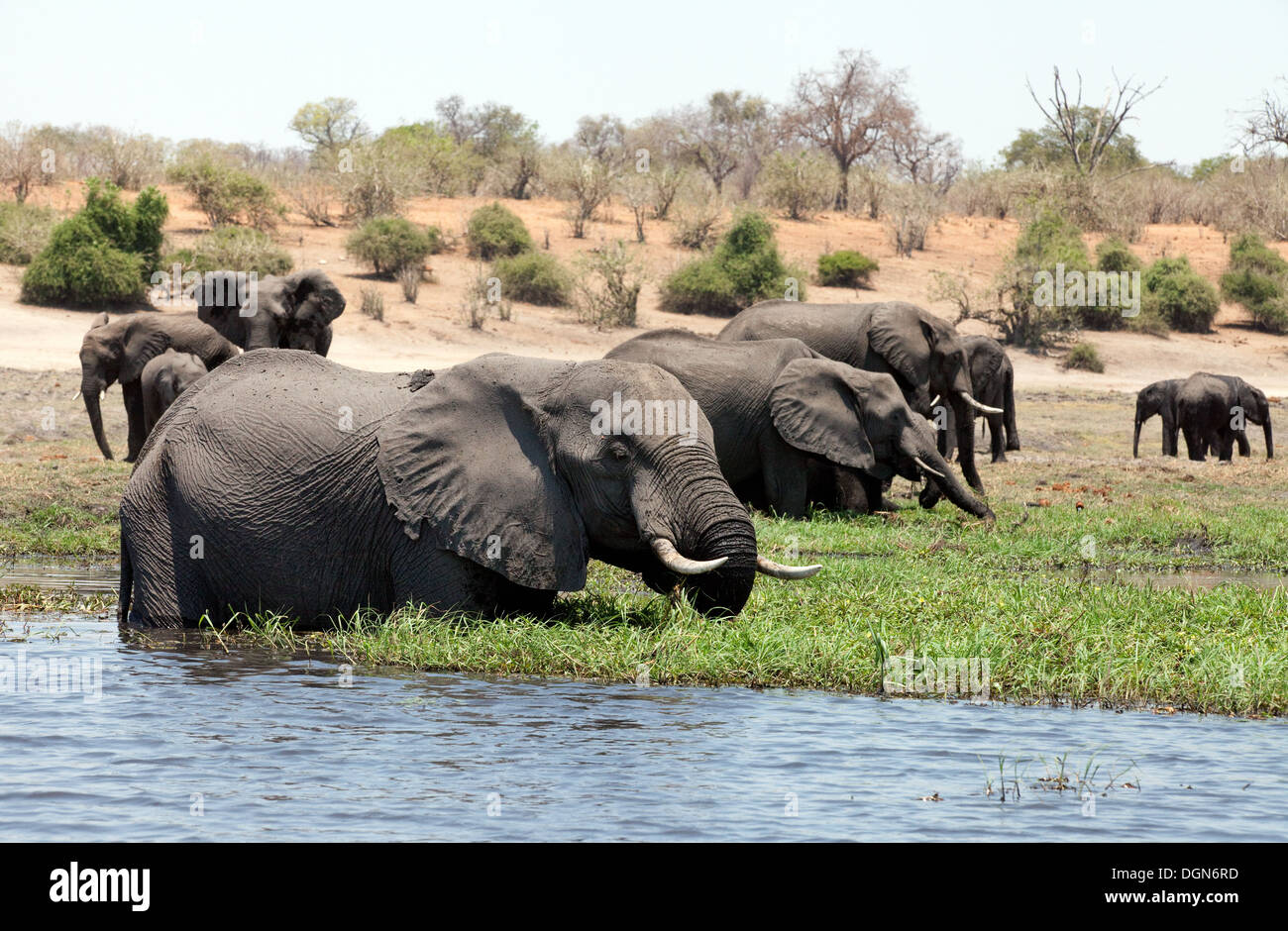 Un troupeau d'éléphants (Loxodonta Africana ) l'alimentation sur les rives de la rivière Chobe National Park, Botswana, Africa Banque D'Images