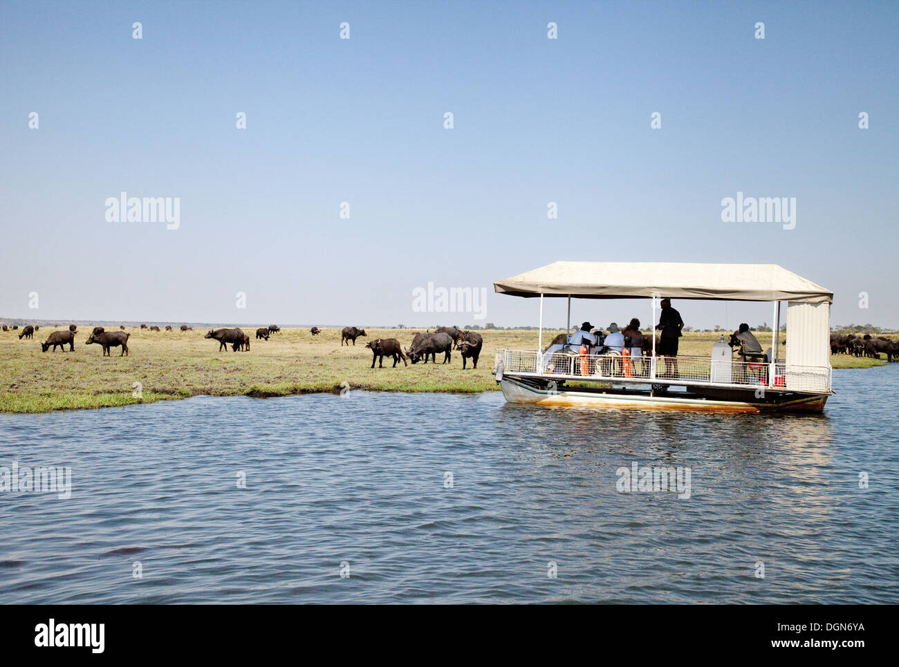 Les touristes sur une croisière sur la rivière Chobe safari regarder un troupeau de bisons, Chobe National Park, Botswana Afrique Banque D'Images