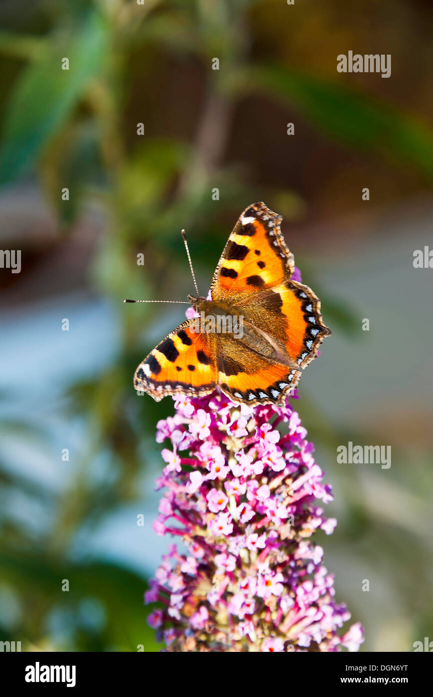 Un petit papillon écaille se nourrissant de nectar sur un Buddleja fleur dans un jardin de Cheshire England Royaume-Uni UK Banque D'Images