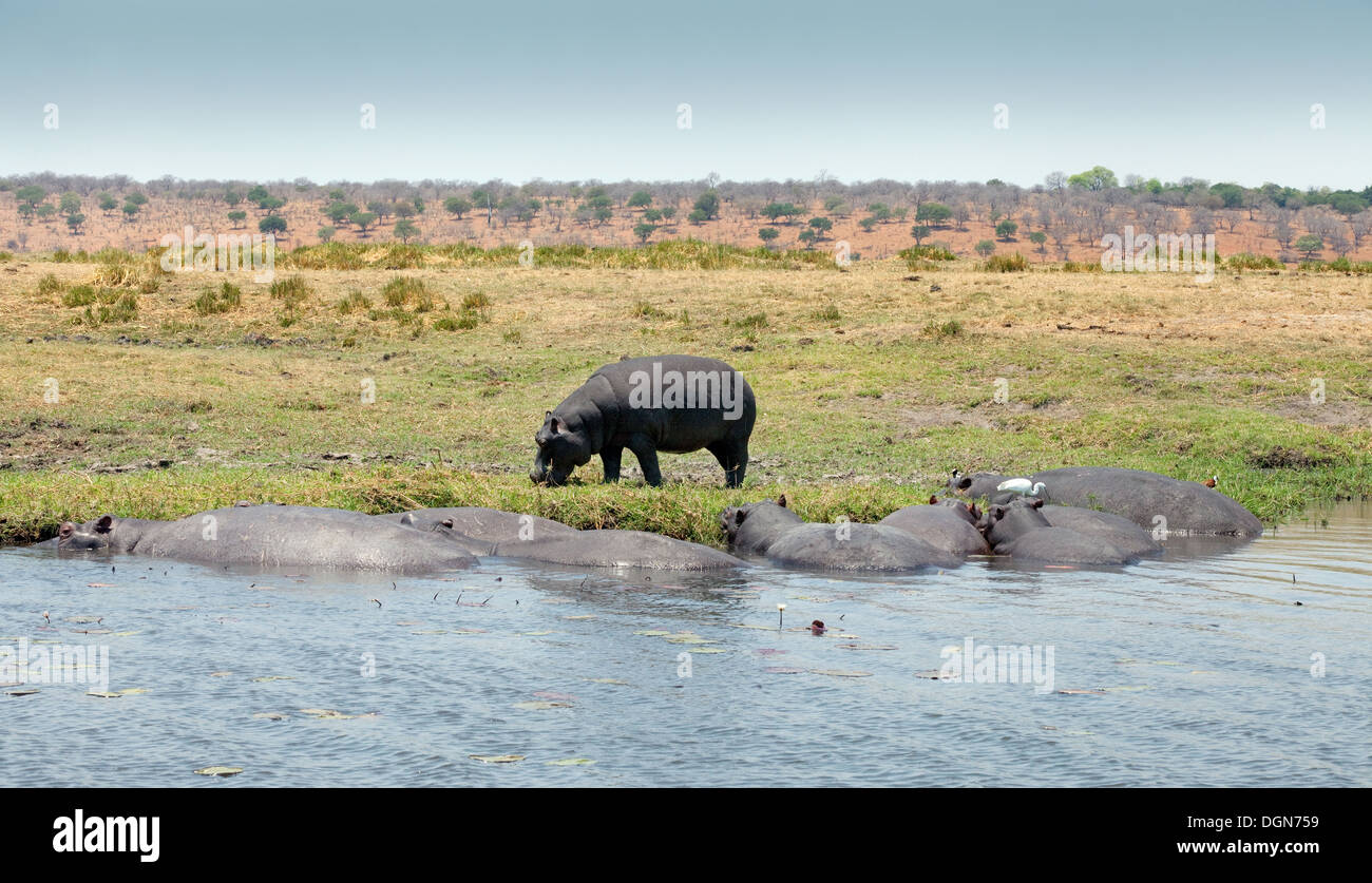 Hippopotame (Hippopotamus amphibius) - des hippopotames sur la banque de, et dans la rivière Chobe, au Botswana, l'Afrique Banque D'Images