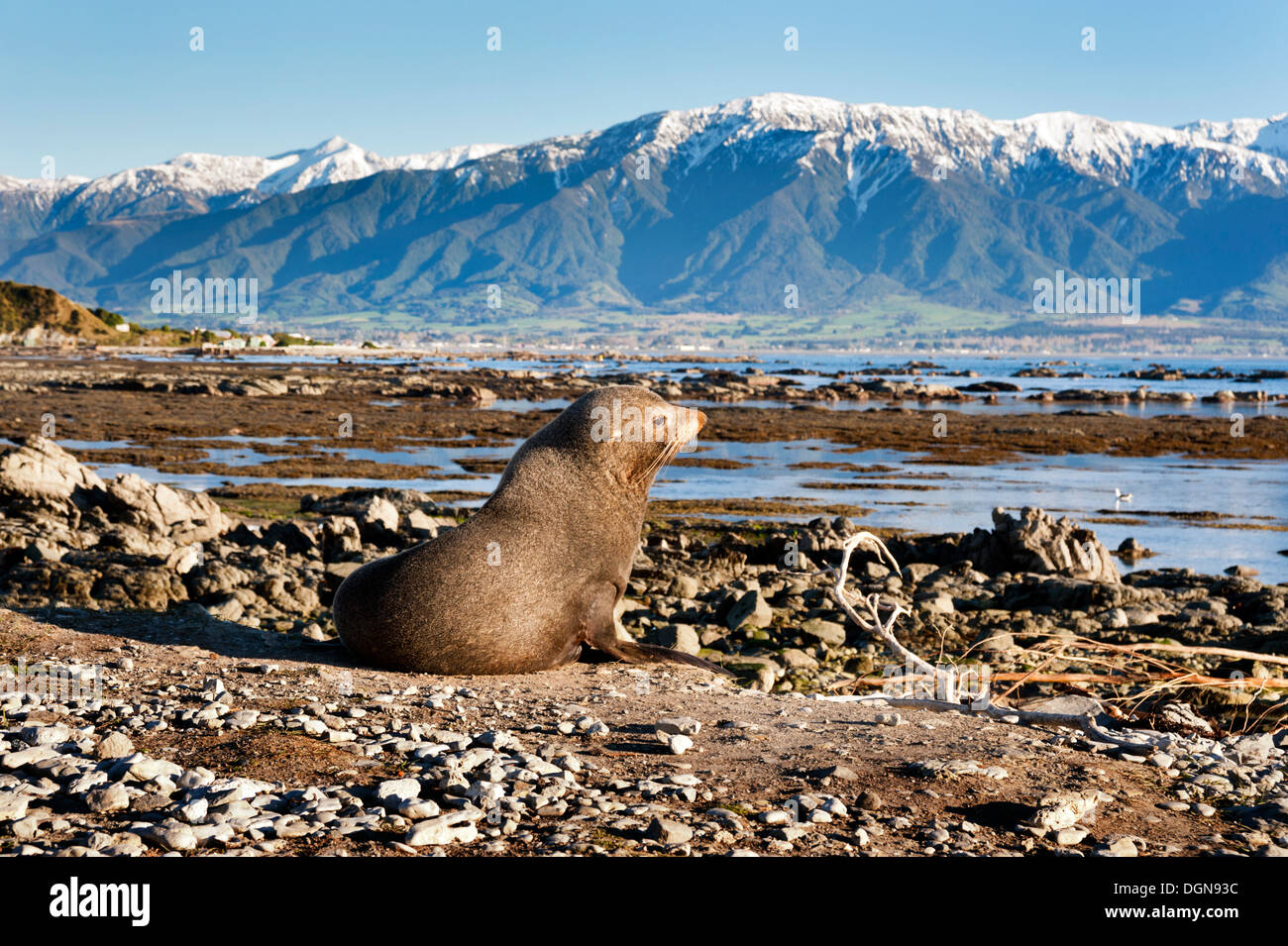 Kaikoura, Nouvelle-Zélande. New Zealand fur seal sur le bord de la mer. Banque D'Images
