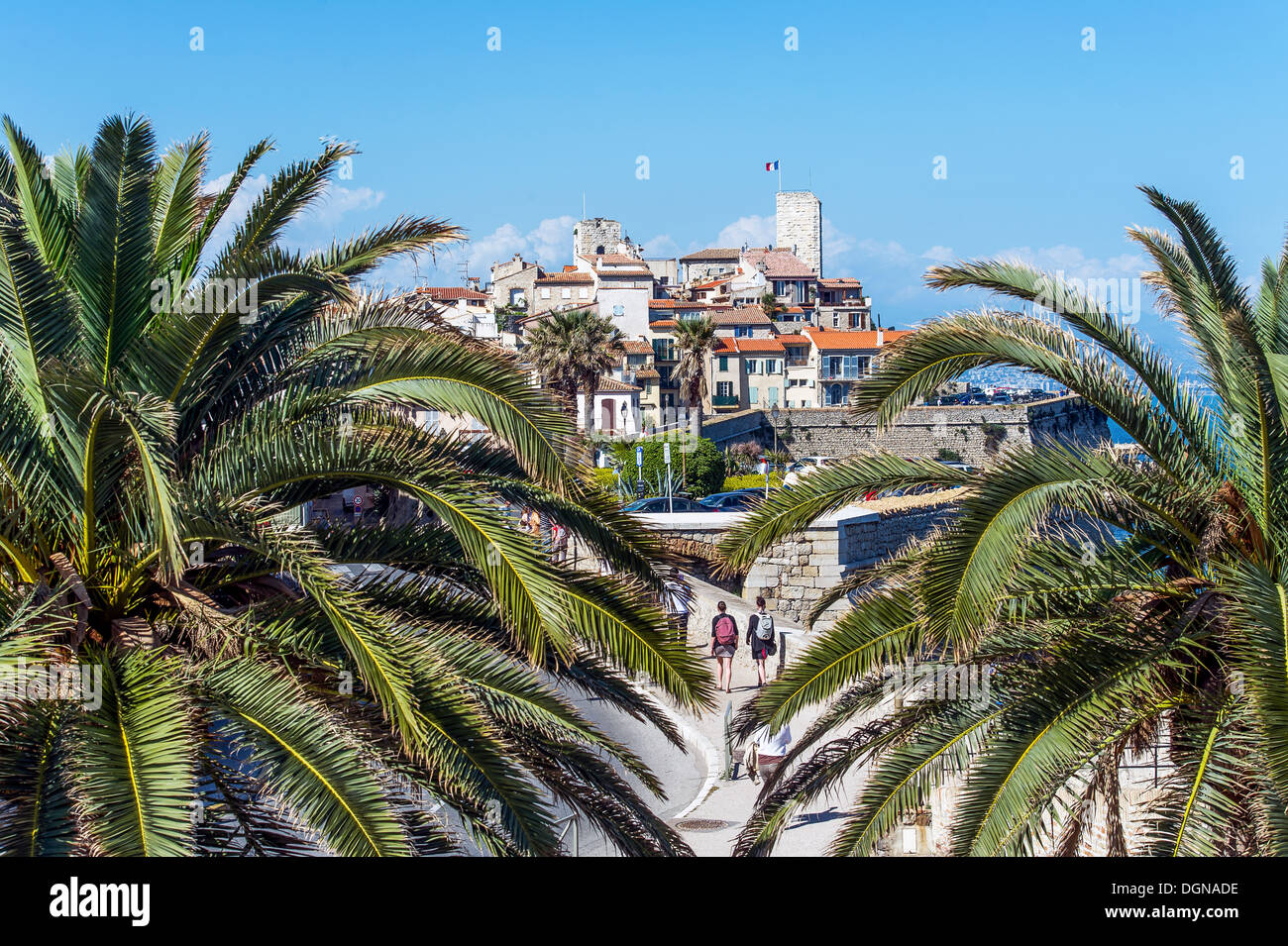 Europe, France, Alpes-Maritimes, Antibes. Palmiers dans une vieille ville. Banque D'Images