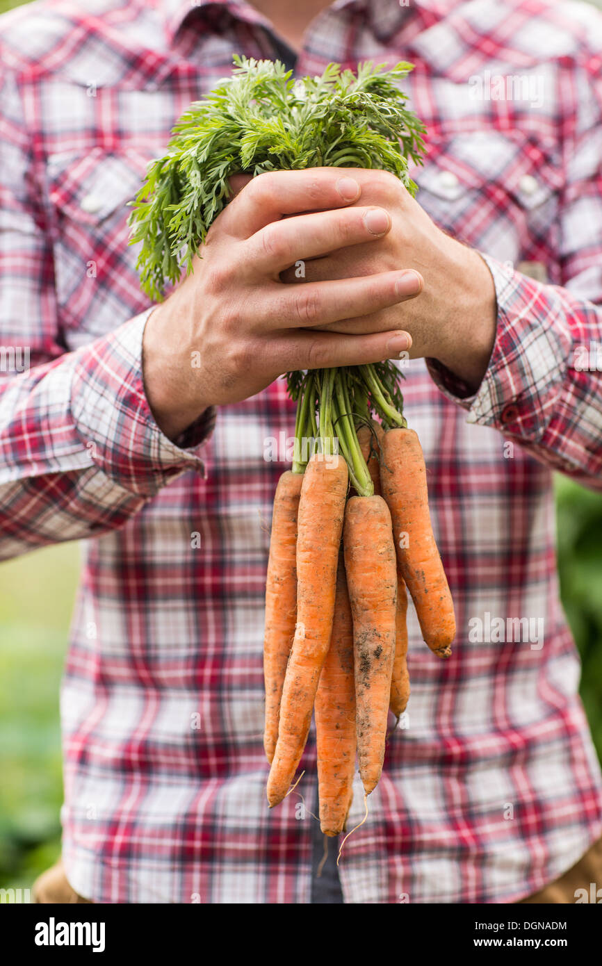 Farmer holding bunch organic carrots Banque de photographies et d'images à  haute résolution - Alamy
