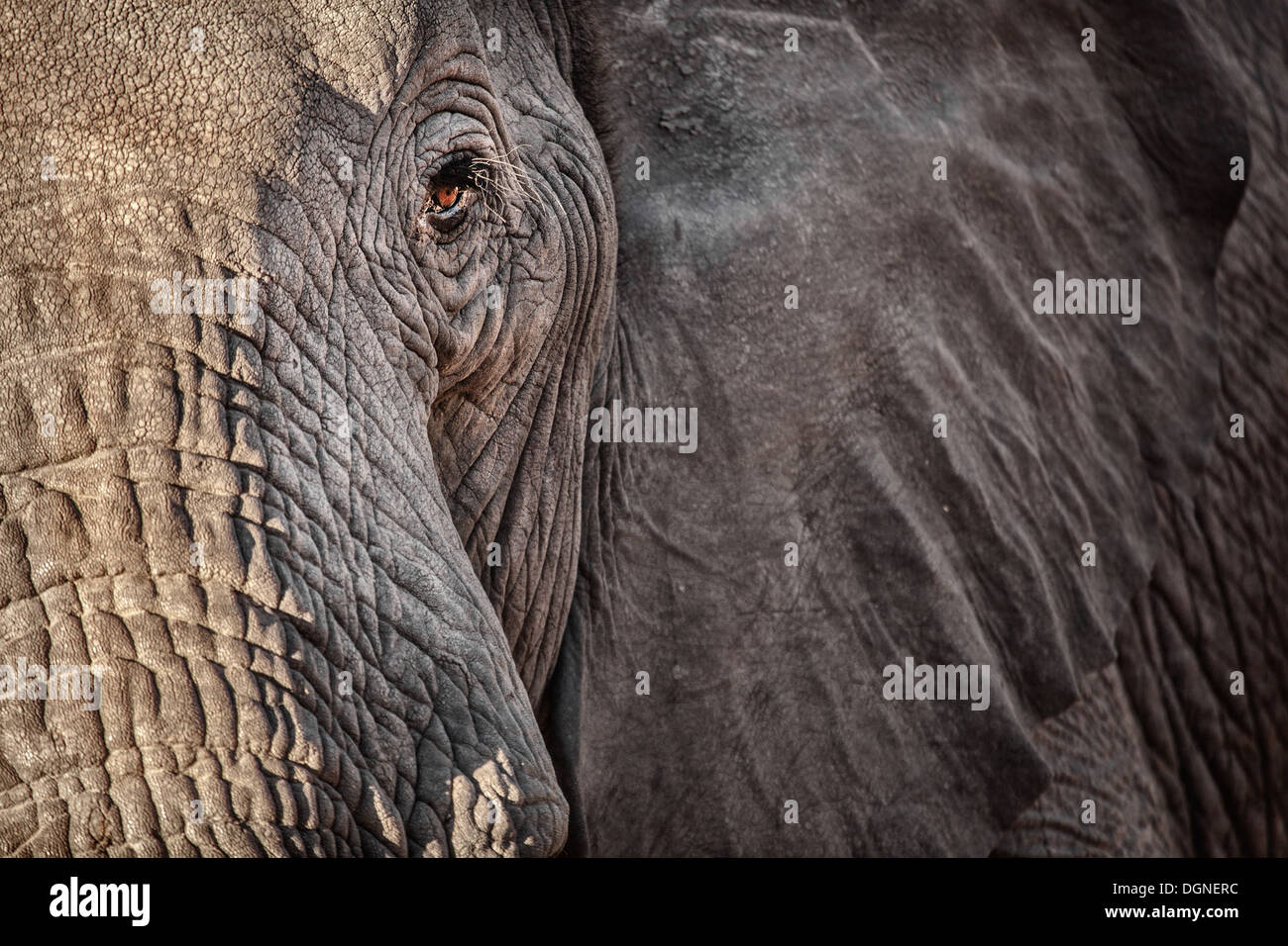 Un Œil d'éléphants Banque D'Images