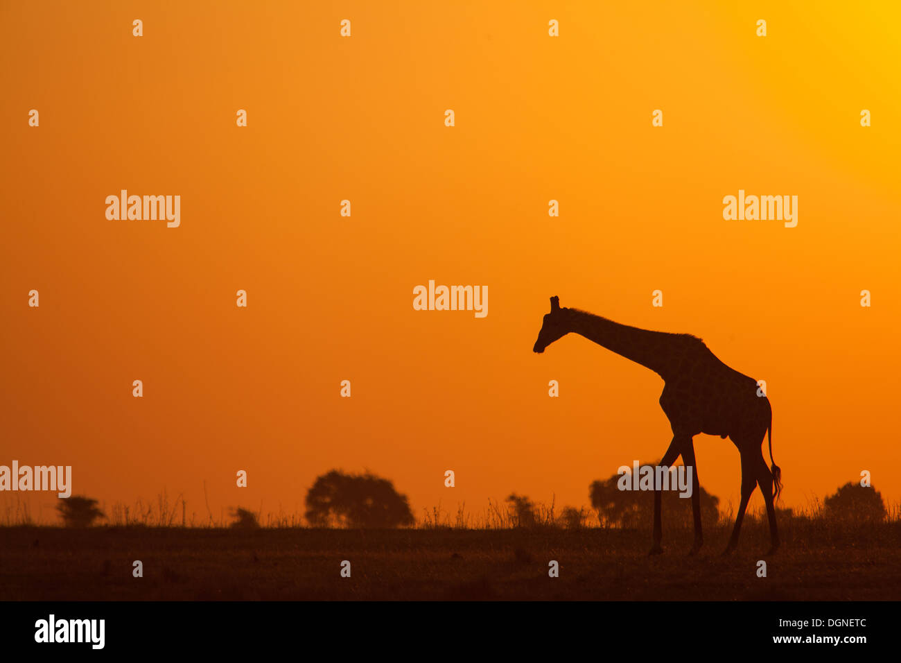 Girafe coucher de soleil Banque D'Images