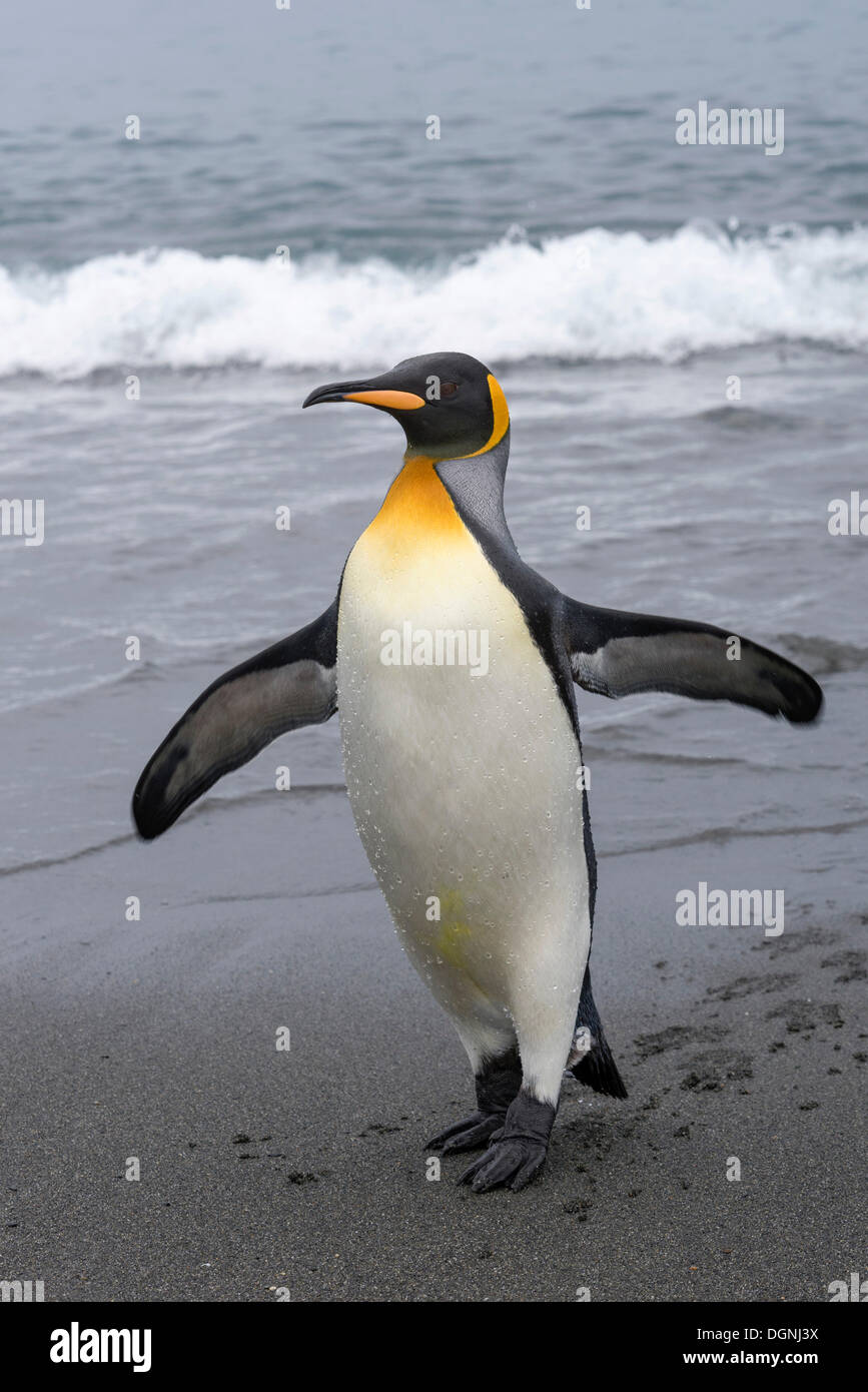 Manchot royal (Aptenodytes patagonicus), Penguin humide marche sur la plage, la plaine de Salisbury, la Géorgie du Sud Banque D'Images