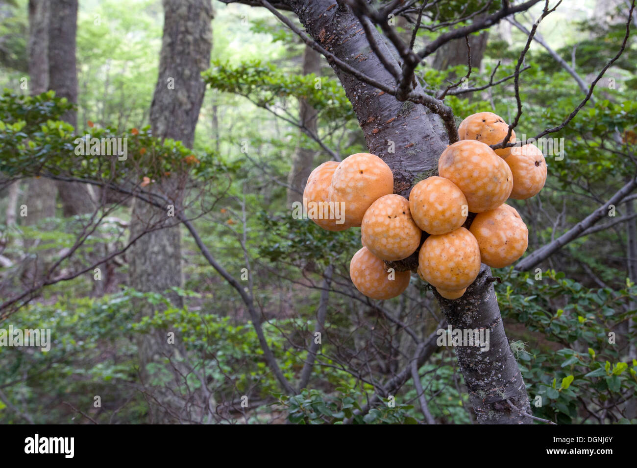 Des organes de fructification du champignon de Darwin (Cyttaria darwinii) poussant sur un Beech (Nothofagus) Sud, Ushuaia, Tierra del Fuego Banque D'Images