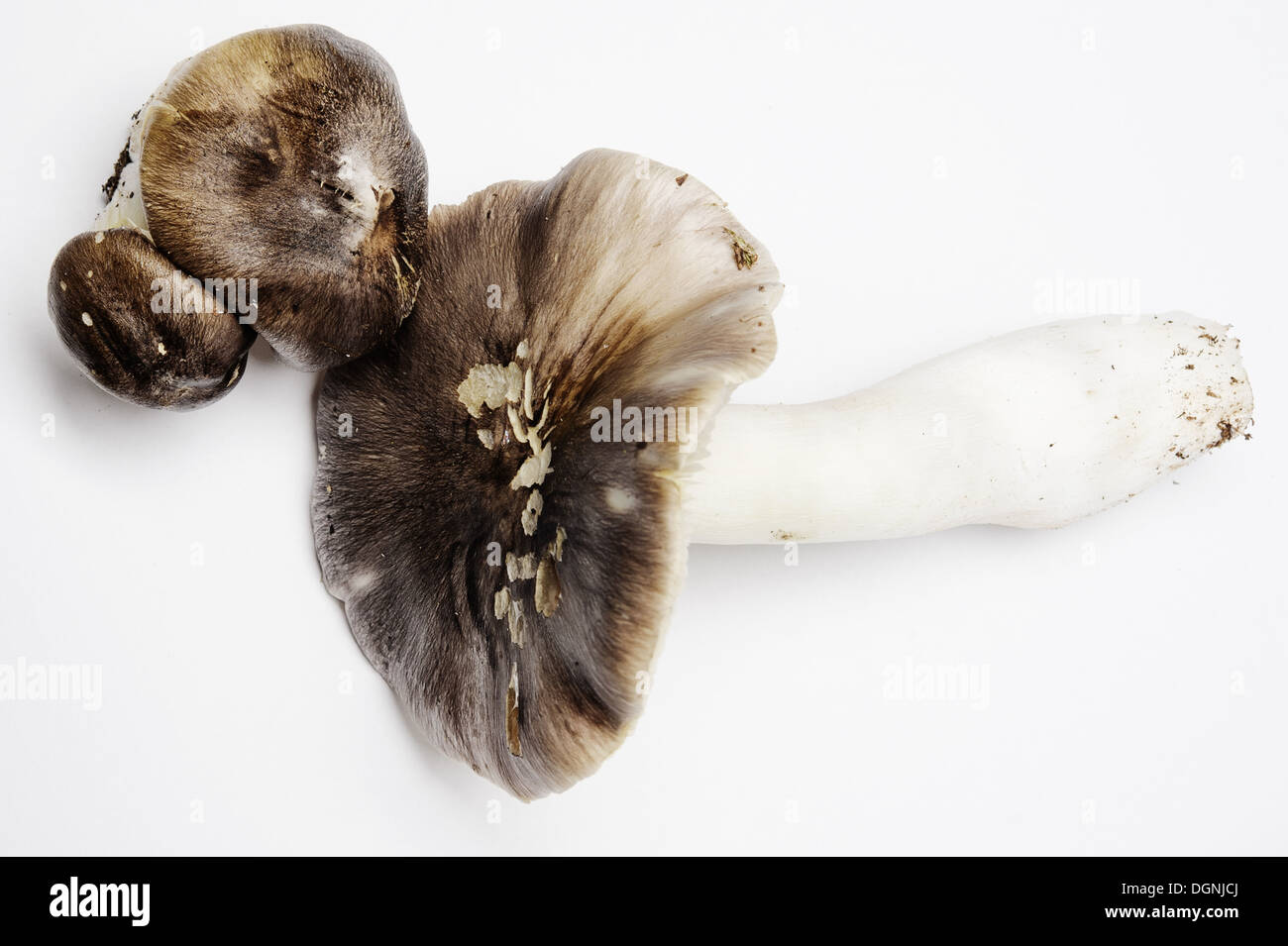 Les champignons comestibles sur fond clair Banque D'Images