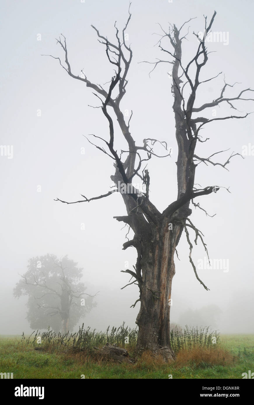 Chêne solitaire dans la brume du matin, au milieu de la Réserve de biosphère de l'Elbe près de Dessau, la Saxe-Anhalt Banque D'Images