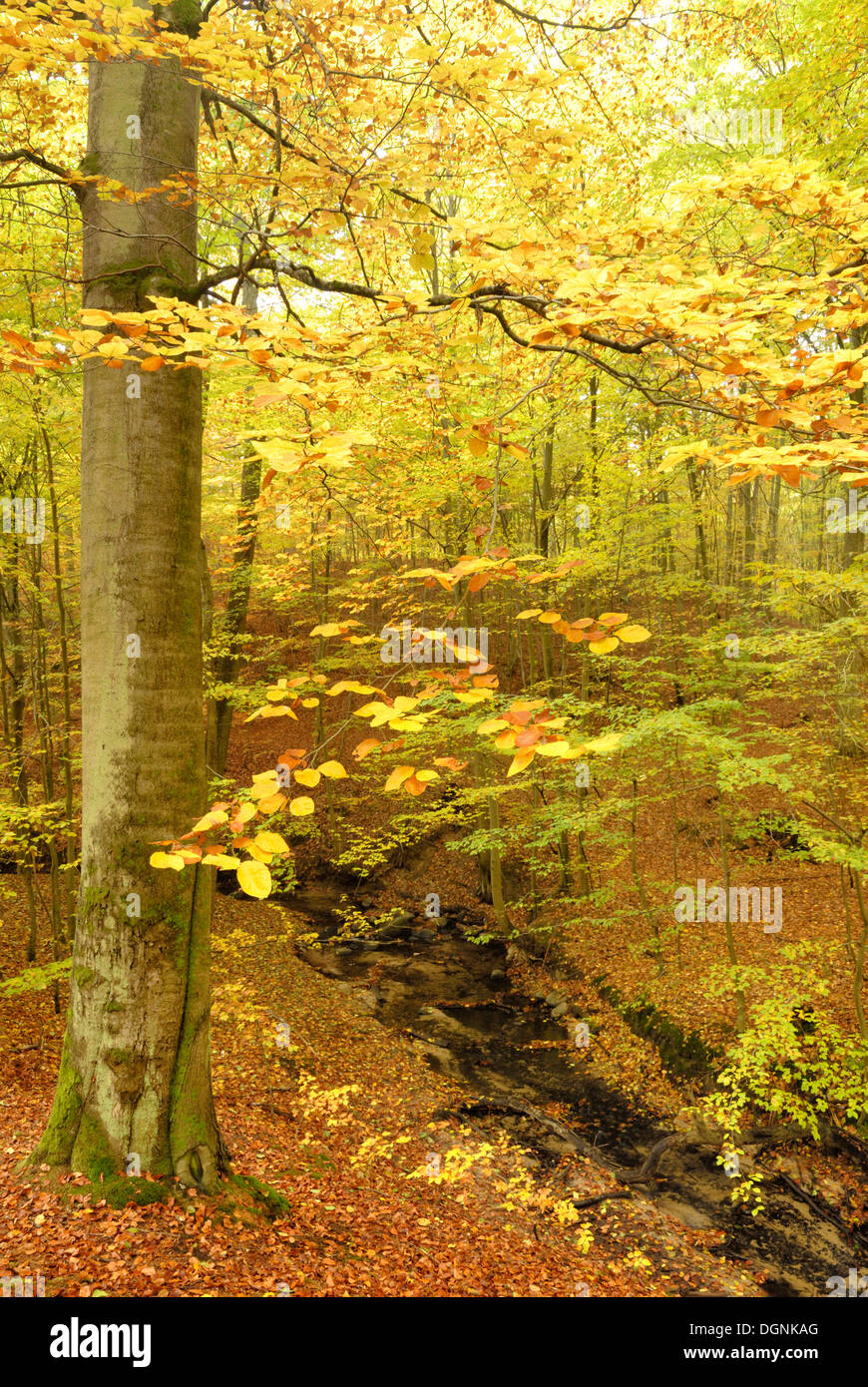 Dans un mélange de hêtre Forêt en automne dans Nonnenfliess Nature Réserve près d'Eberswalde, Brandebourg Banque D'Images