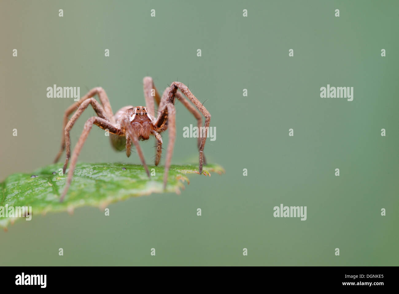Pêche à l'araignée, spider, radeau ou araignée araignée quai dock (Dolomedes spec.) on leaf Banque D'Images