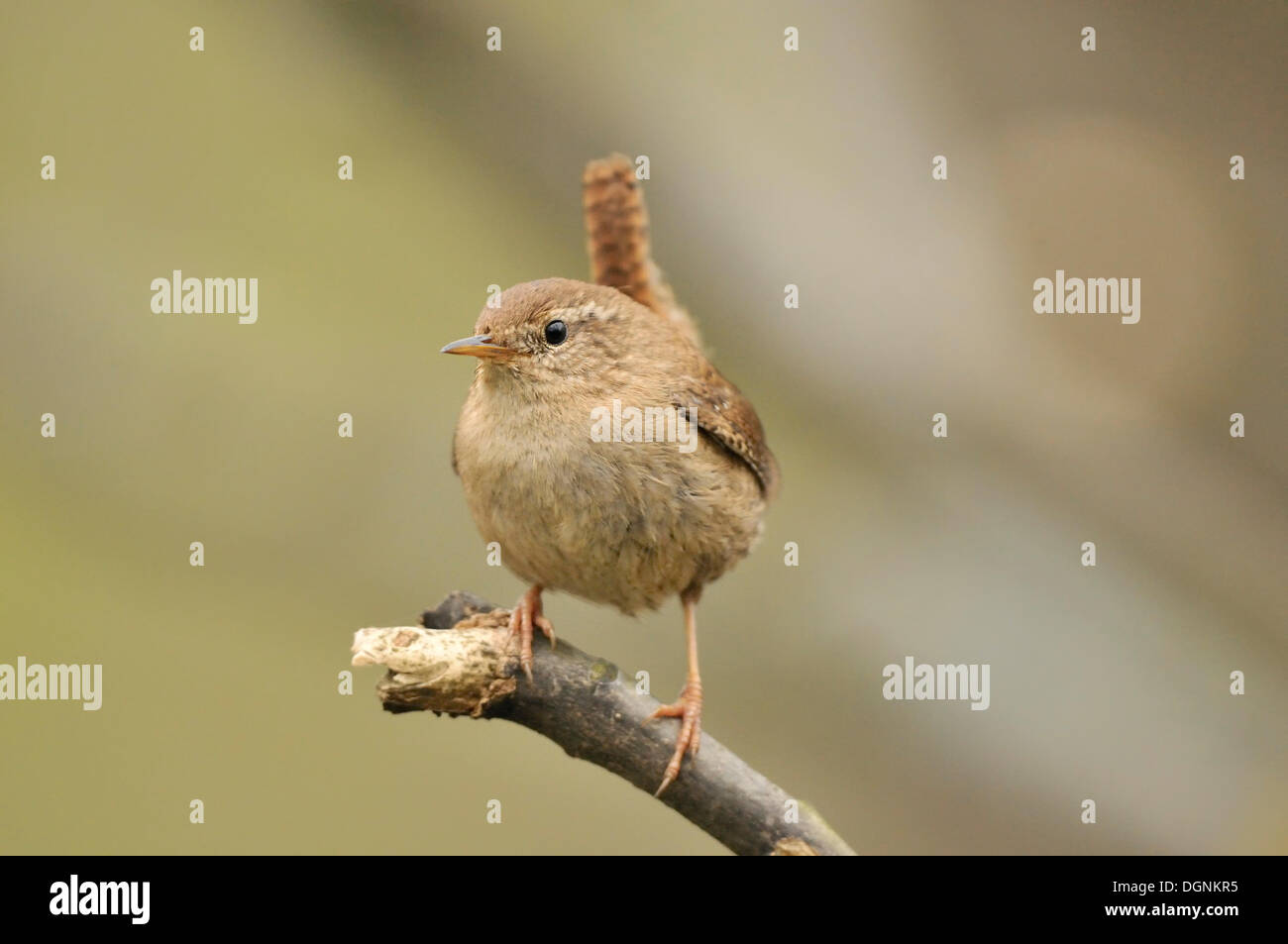 Le Troglodyte mignon (Troglodytes troglodytes), Leipzig, Saxe forêt de plaine Banque D'Images